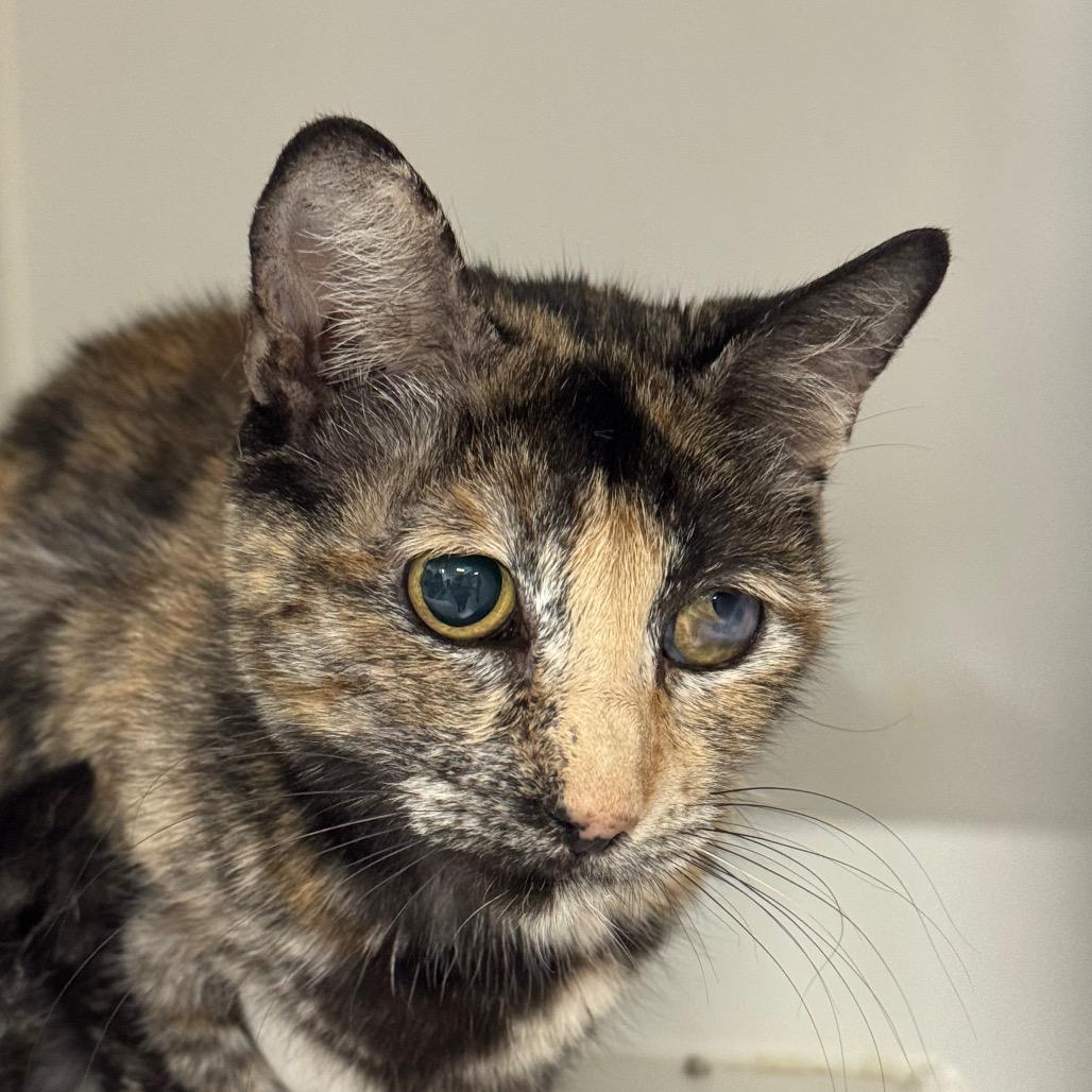 Miss Miggles, a Adoptable Domestic Short Hair in Long Beach, CA image 2/3