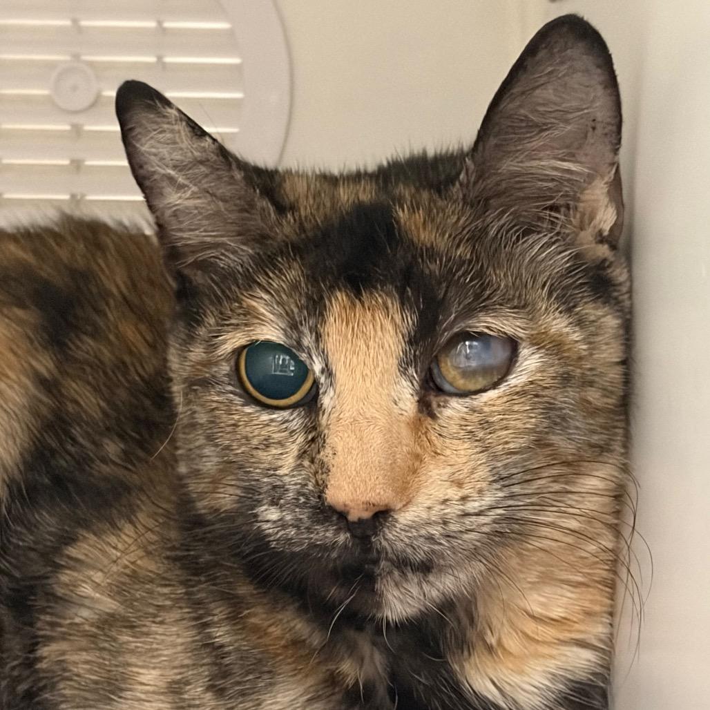 Miss Miggles, a Adoptable Domestic Short Hair in Long Beach, CA image 3/3