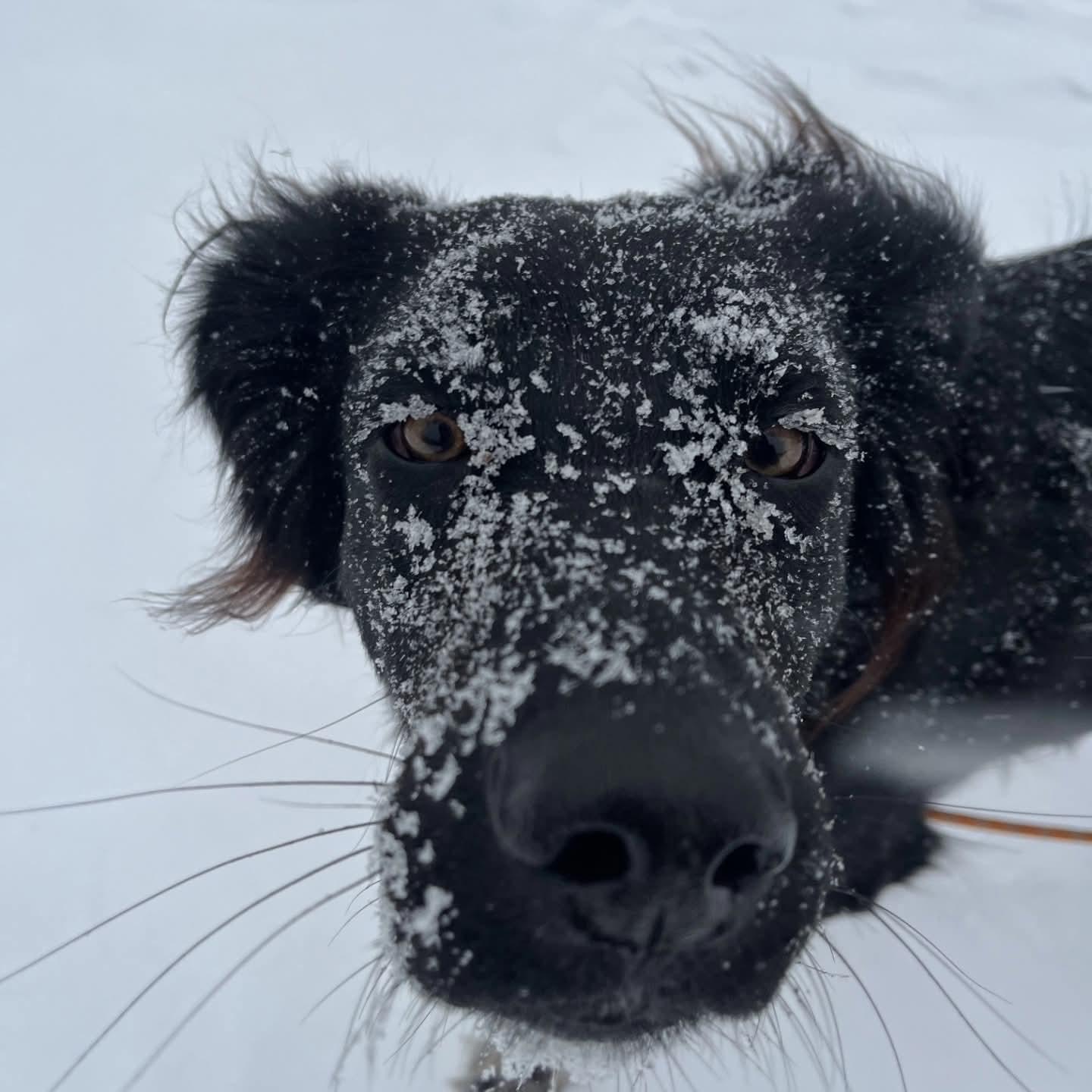 Enlarge Coco, an adopted mixed breed in Athens, NY image 4/5