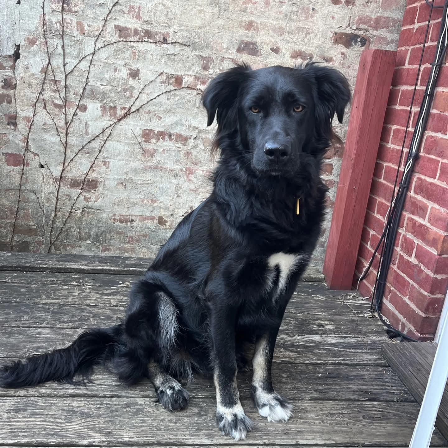 Coco, Adoptable, Young Female Collie & German Shepherd Dog.