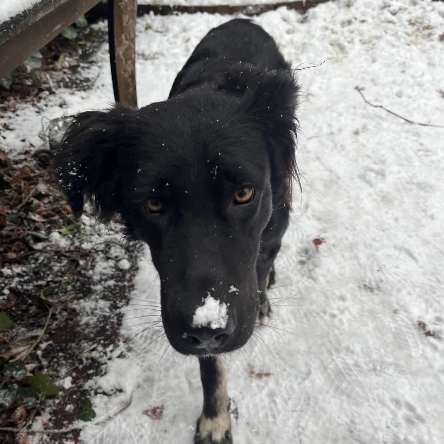 Enlarge Coco, an adopted mixed breed in Athens, NY image 3/5