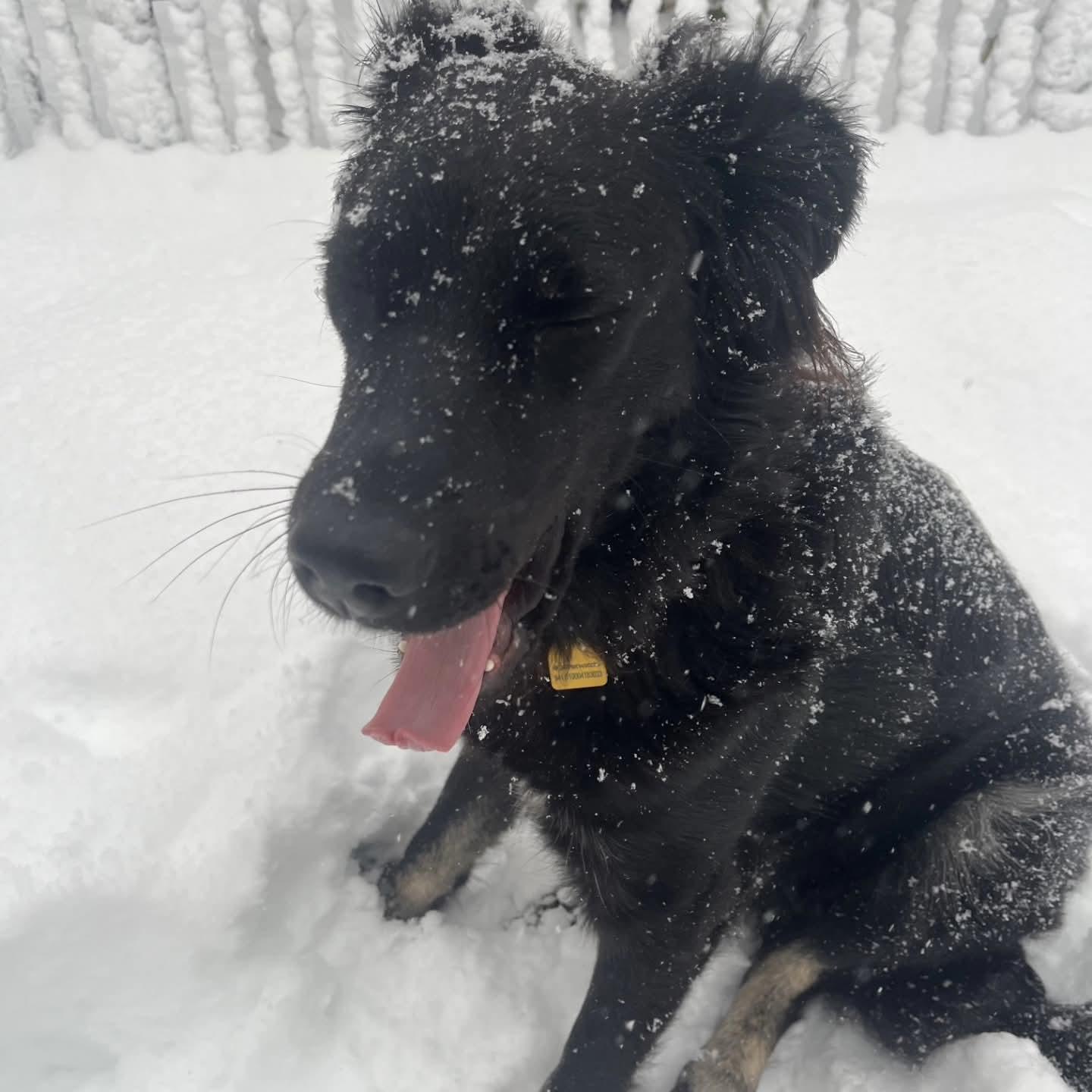 Enlarge Coco, an adopted mixed breed in Athens, NY image 2/5