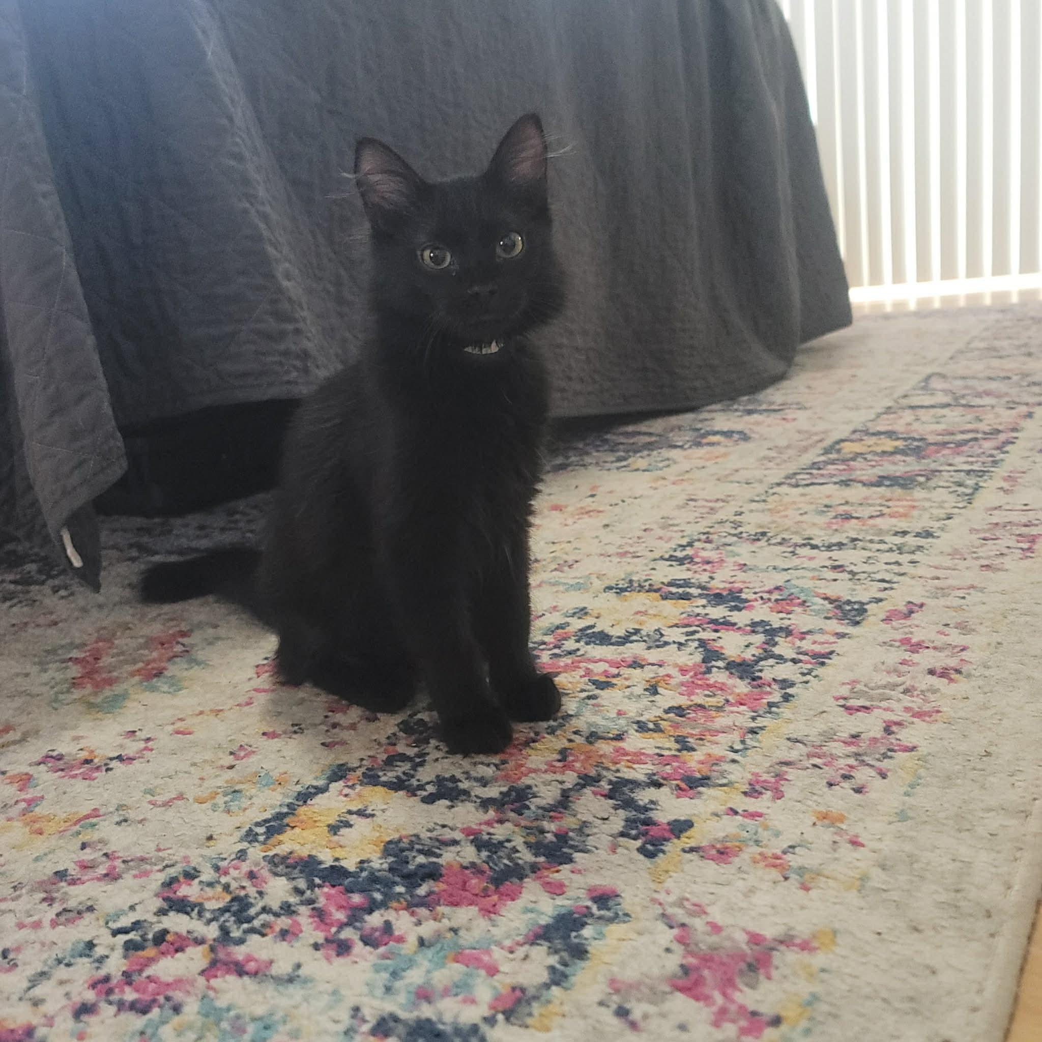 Mackerel, Adoptable, Kitten Male Domestic Medium Hair.