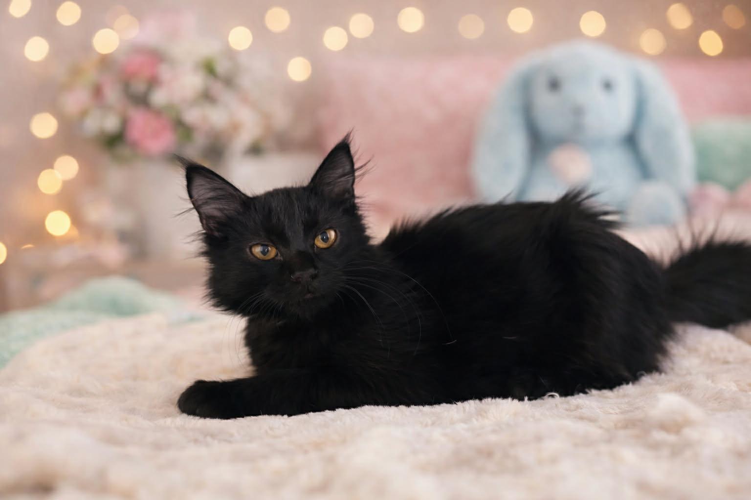Mackerel, Adoptable, Kitten Male Domestic Medium Hair.