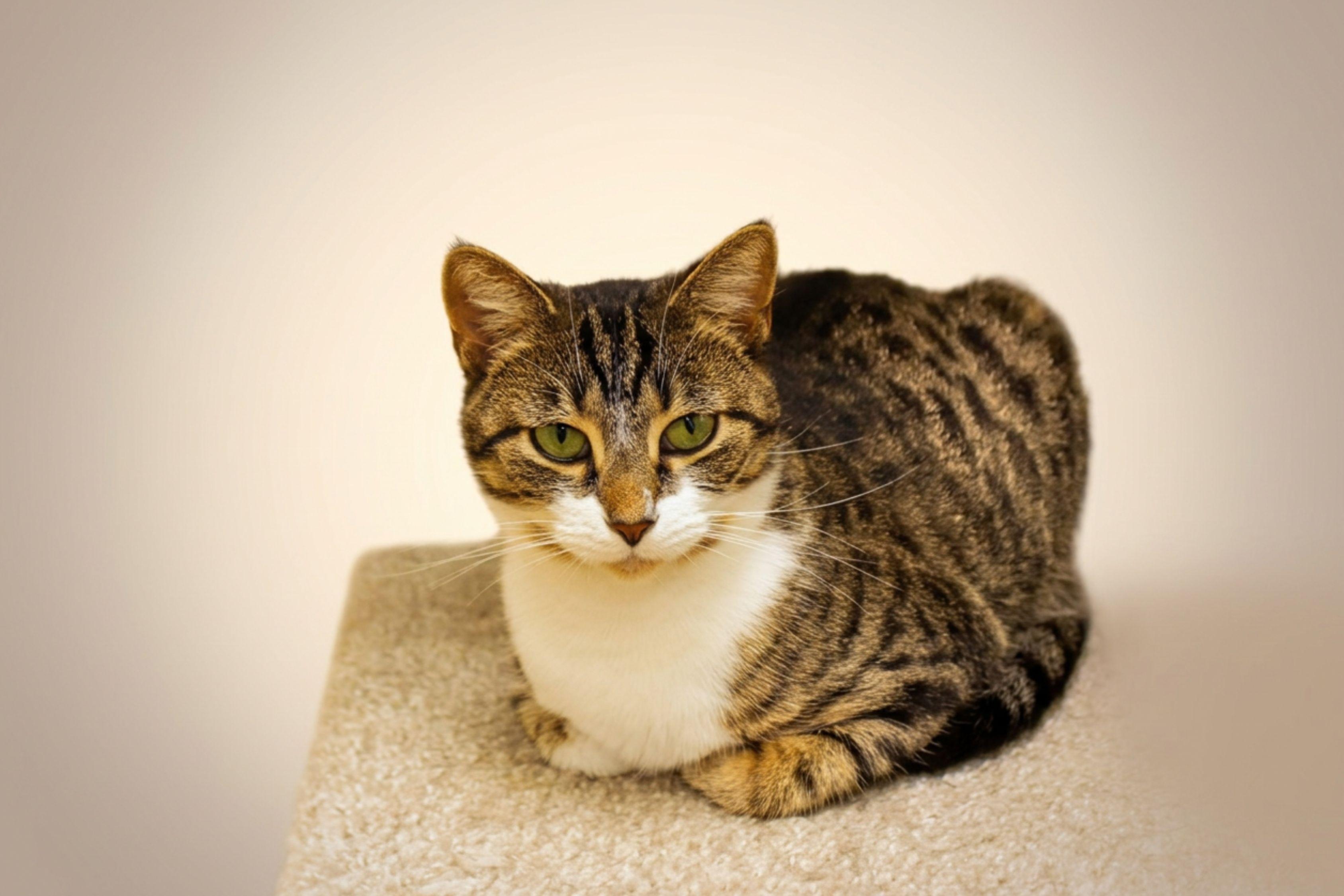 Tallulah, a Adoptable American Shorthair in Urbana, OH image 2/6
