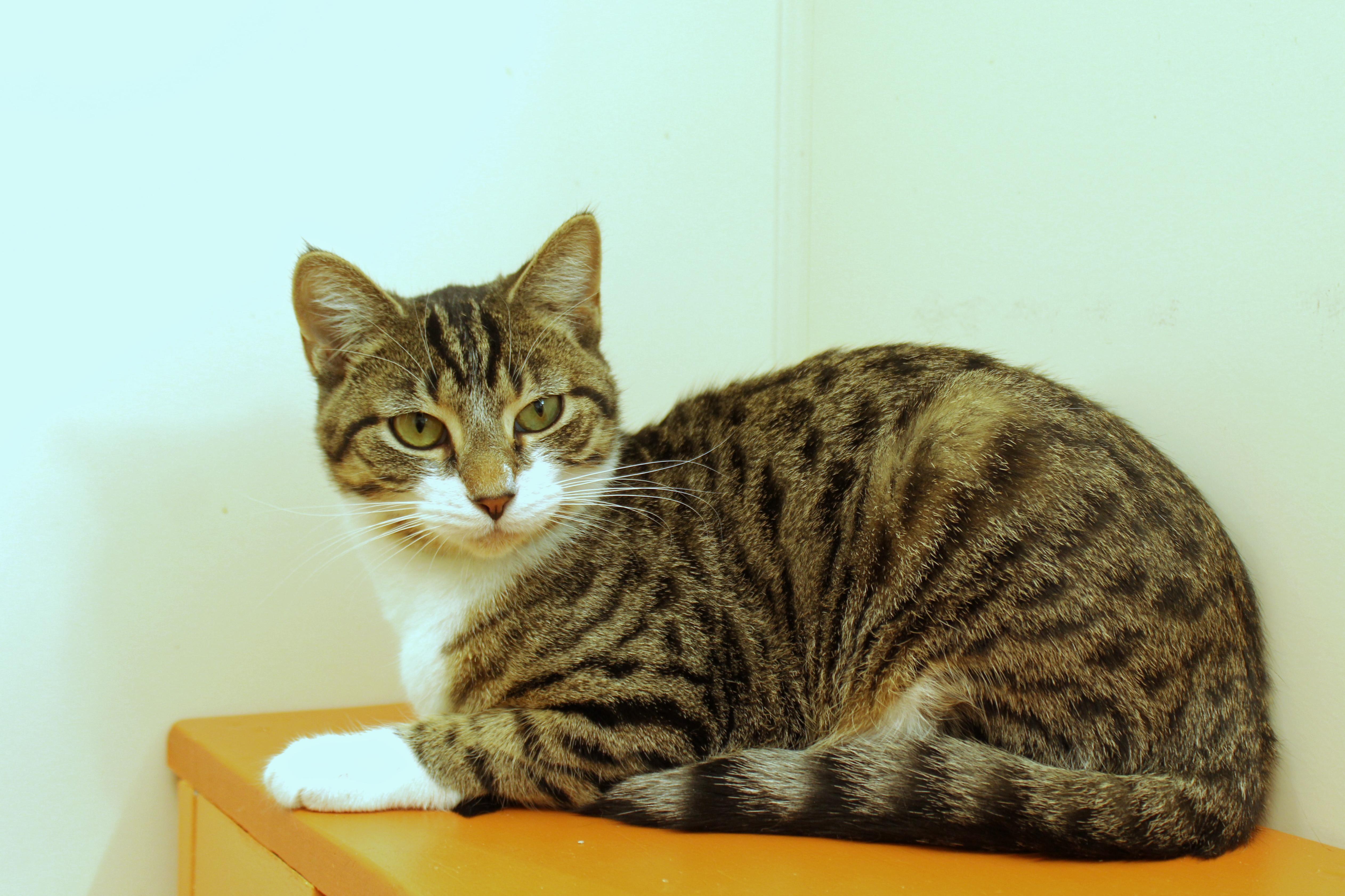 Tallulah thumbnail 4