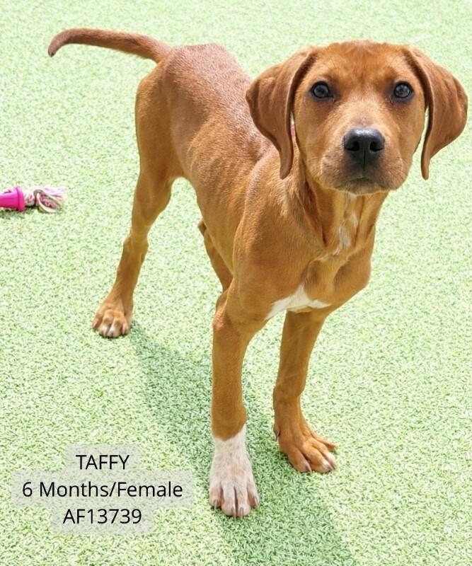 Taffy, Adoptable, Adult Female Pit Bull Terrier & Mixed Breed.