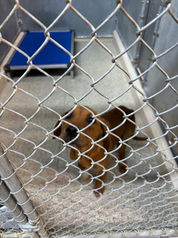 Enlarge Taffy, a Adoptable mixed breed in Supply, NC image 2/2