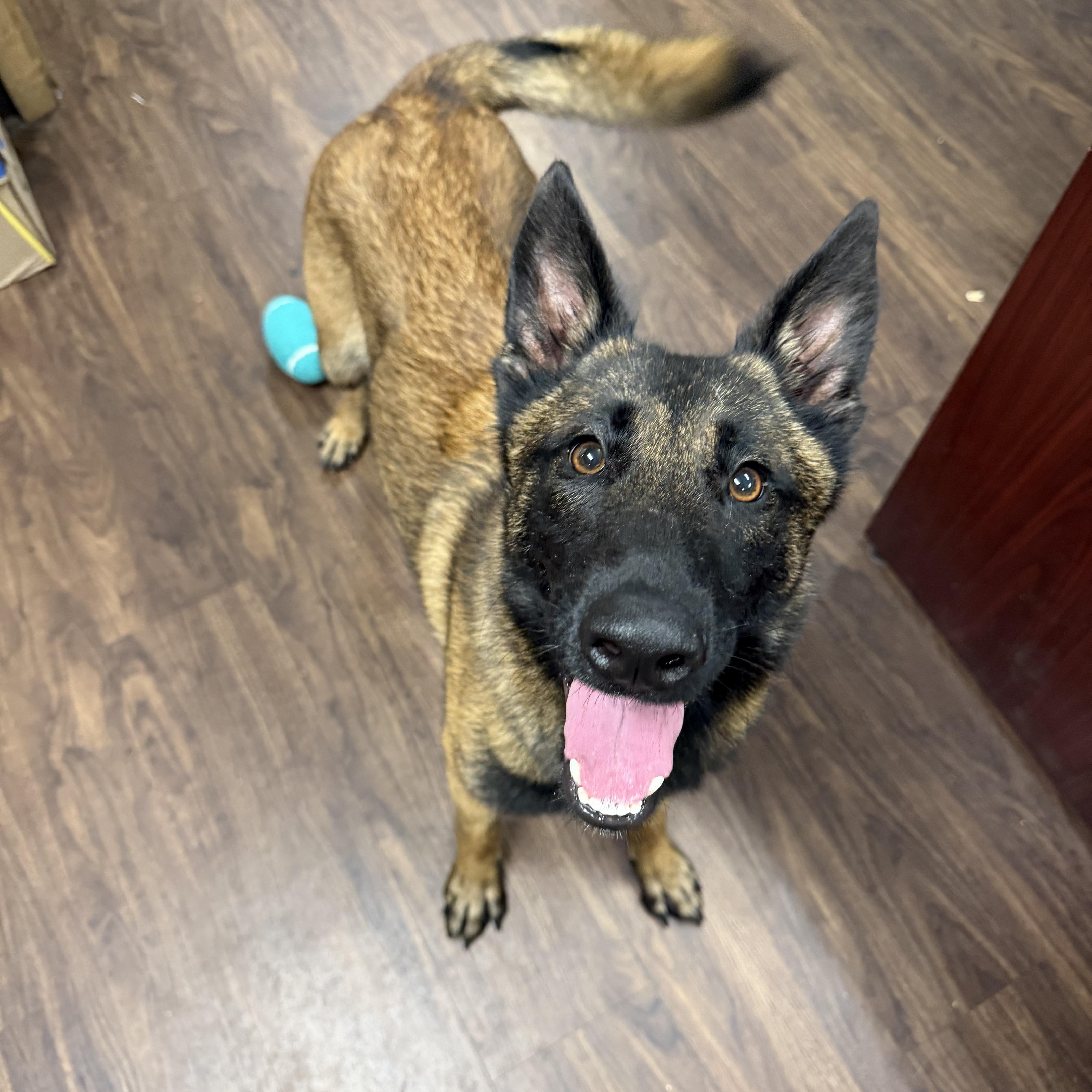 Enlarge Quinn, a ADOPTABLE mixed breed in Albemarle, NC image 3/3