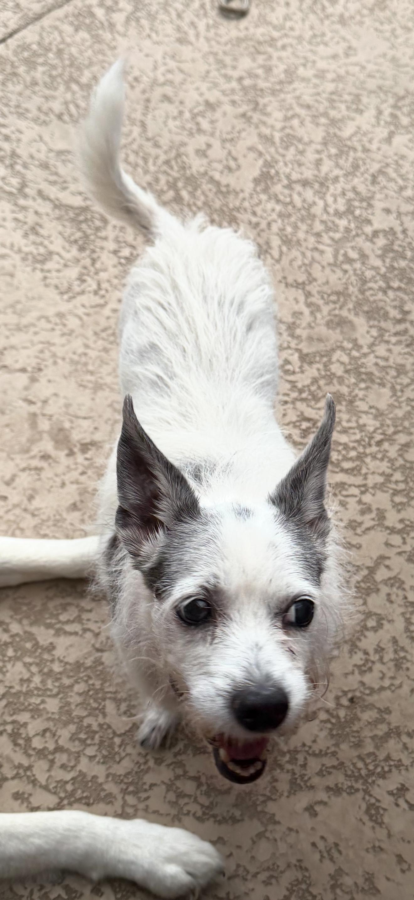 Little Bit, Adoptable, Senior Female Terrier & Chihuahua.