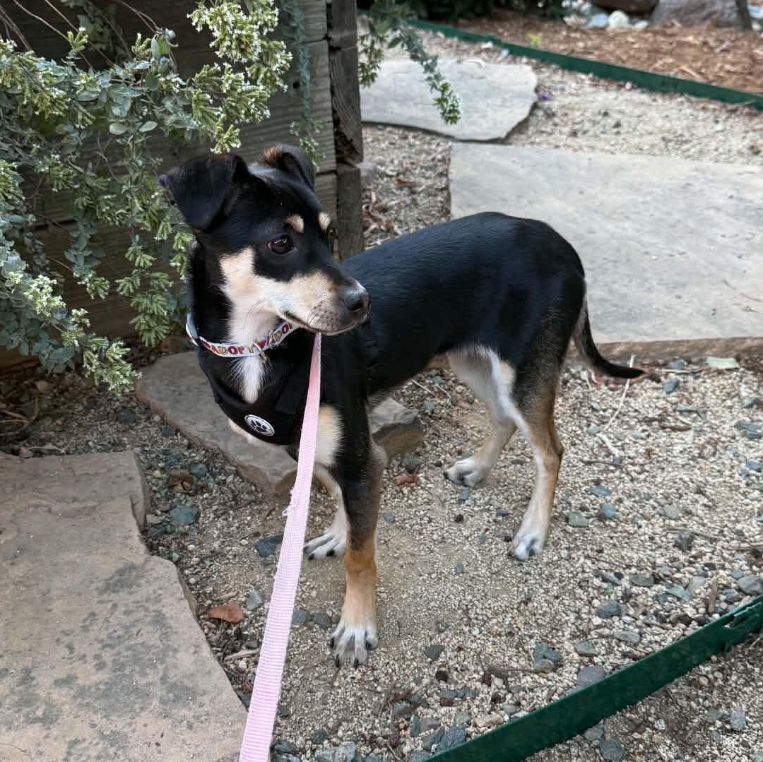 Enlarge Thelma, a Adoptable mixed breed in Lincoln, CA image 3/4