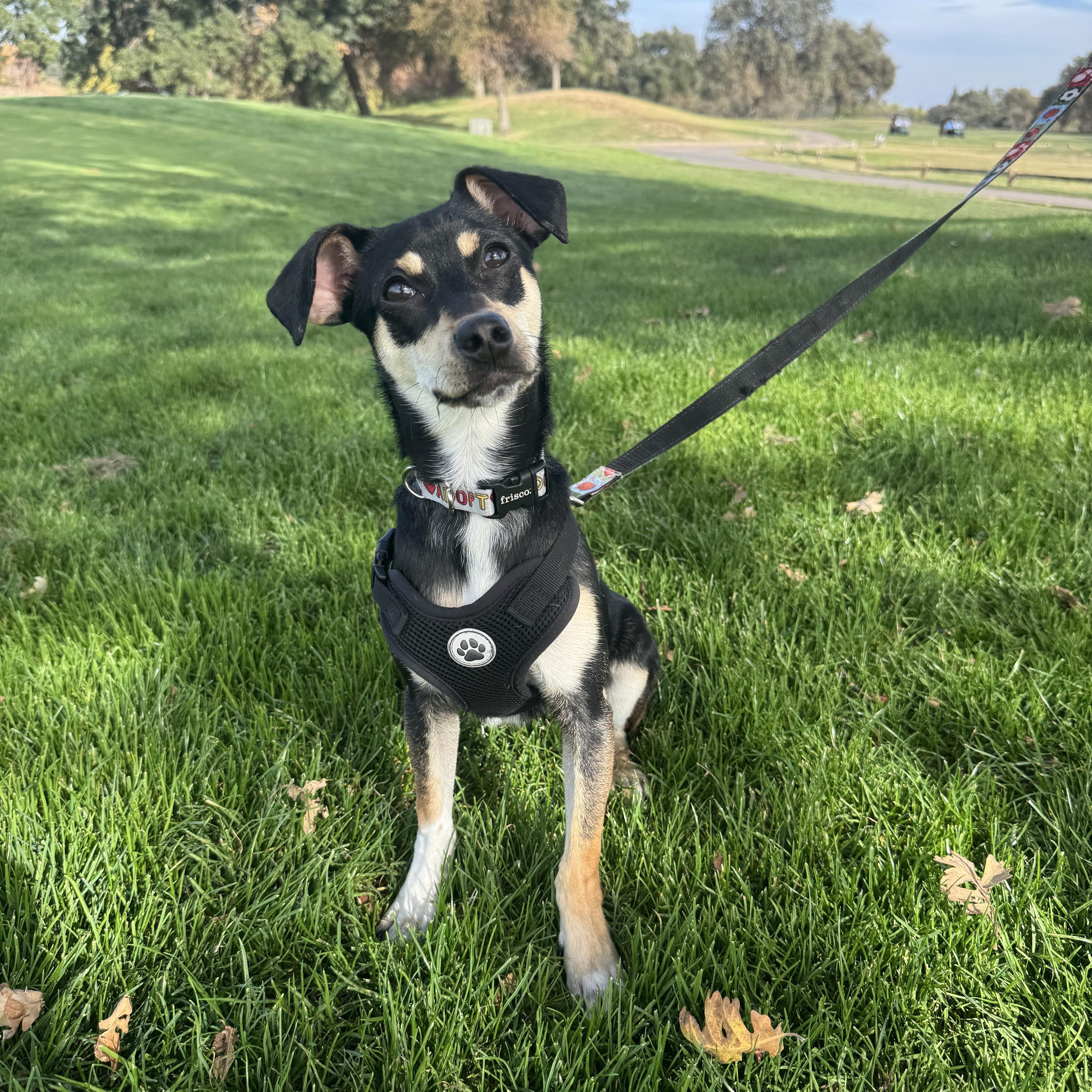 Thelma, Adoptable, Puppy Female Dachshund & Chihuahua.