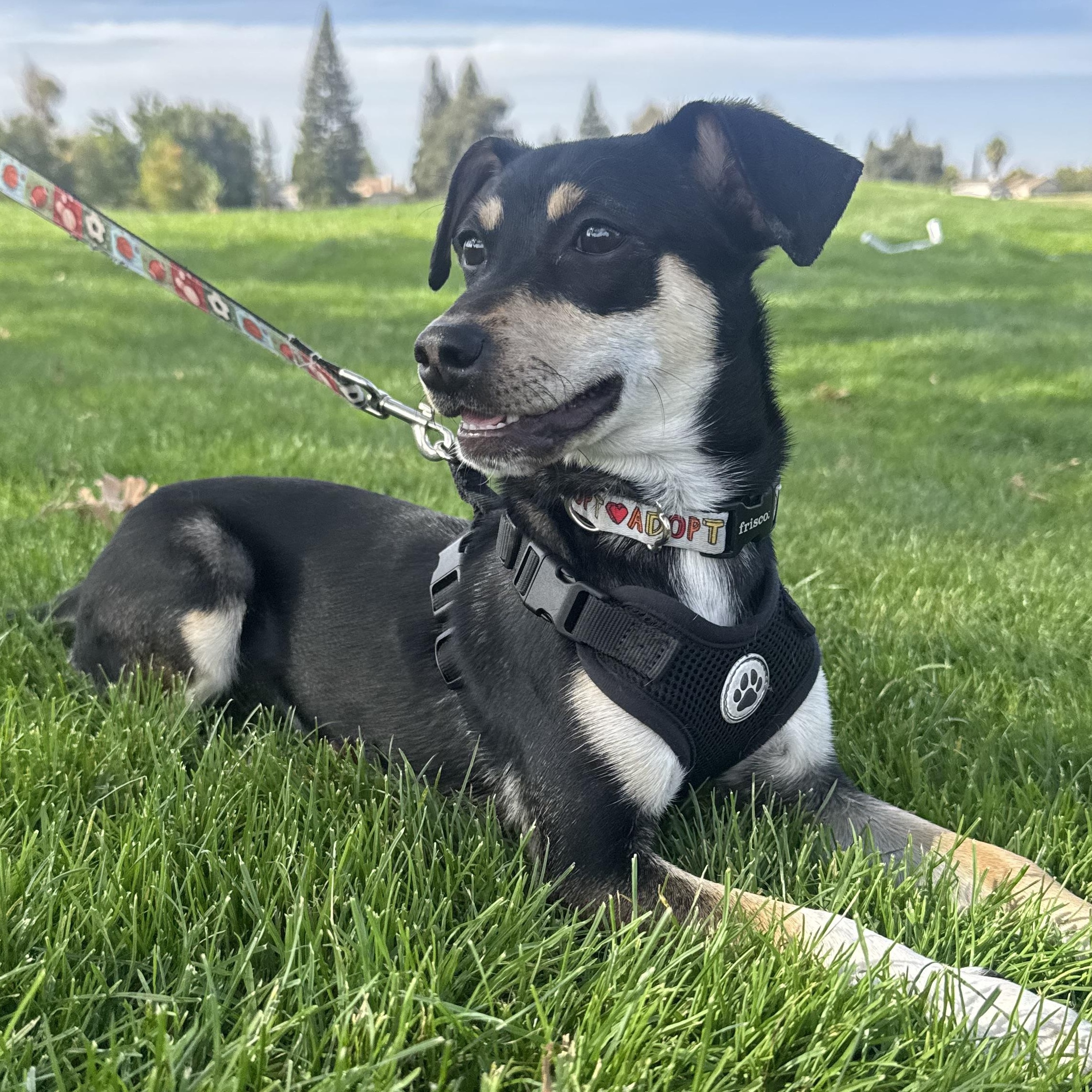 Enlarge Thelma, a Adoptable mixed breed in Lincoln, CA image 2/4