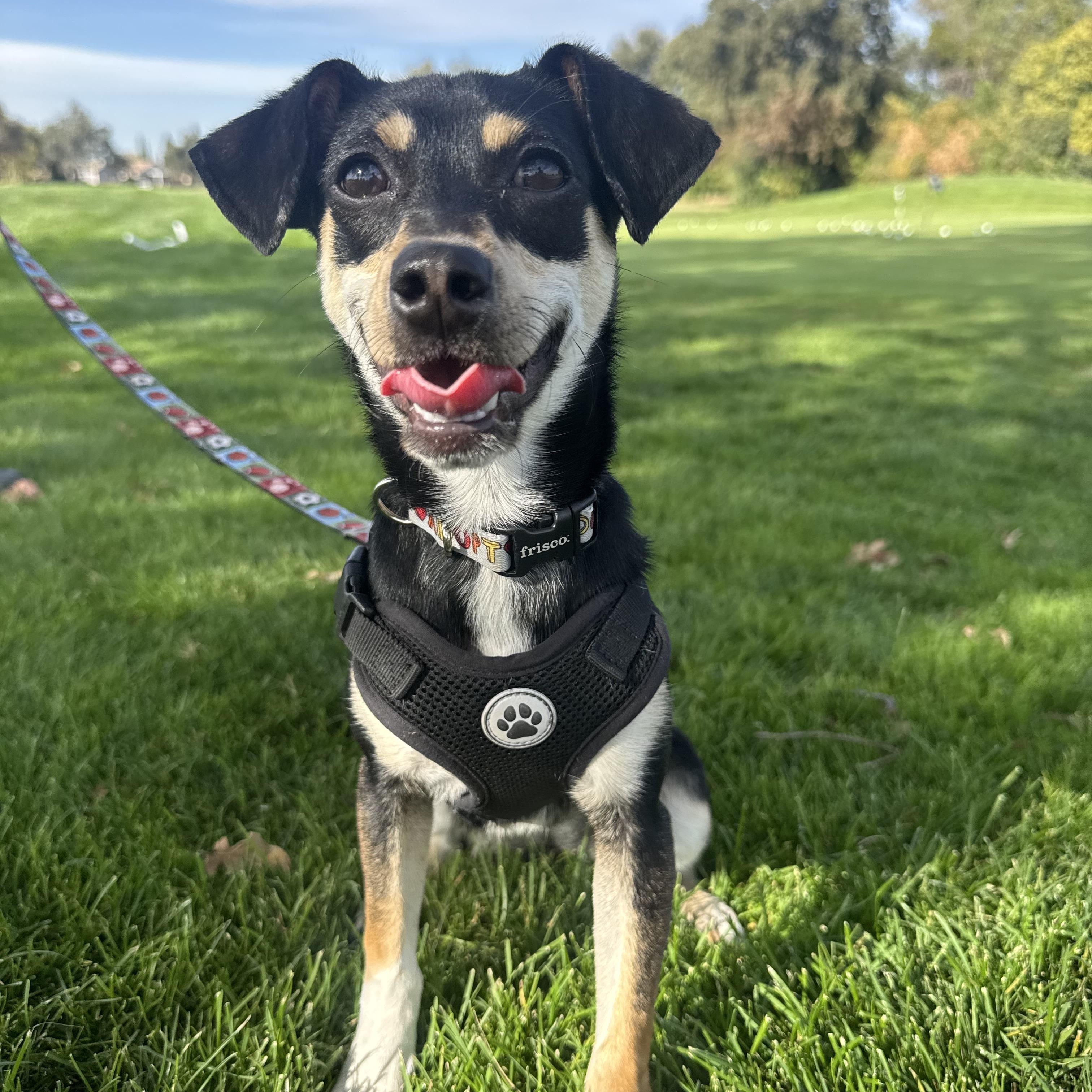 Enlarge Thelma, a Adoptable mixed breed in Lincoln, CA image 4/4