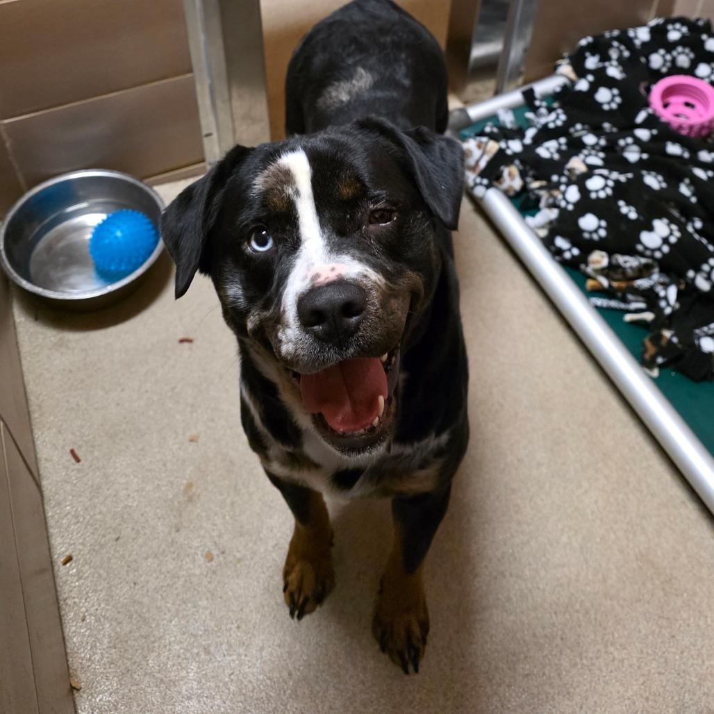 Flower, Adoptable, Adult Female Mixed Breed.