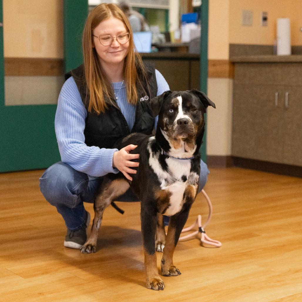 Enlarge Flower, a Adoptable Mixed Breed in Waukesha, WI image 1/6