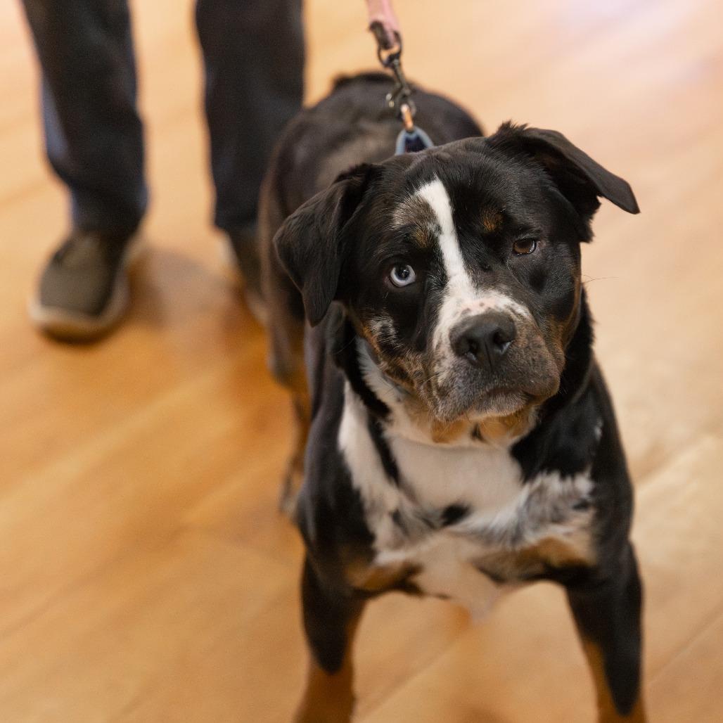 Enlarge Flower, a Adoptable Mixed Breed in Waukesha, WI image 2/6