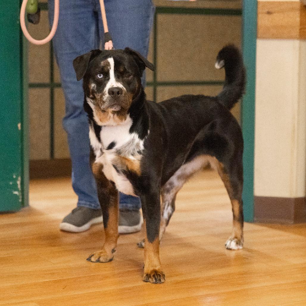Enlarge Flower, a Adoptable Mixed Breed in Waukesha, WI image 4/6