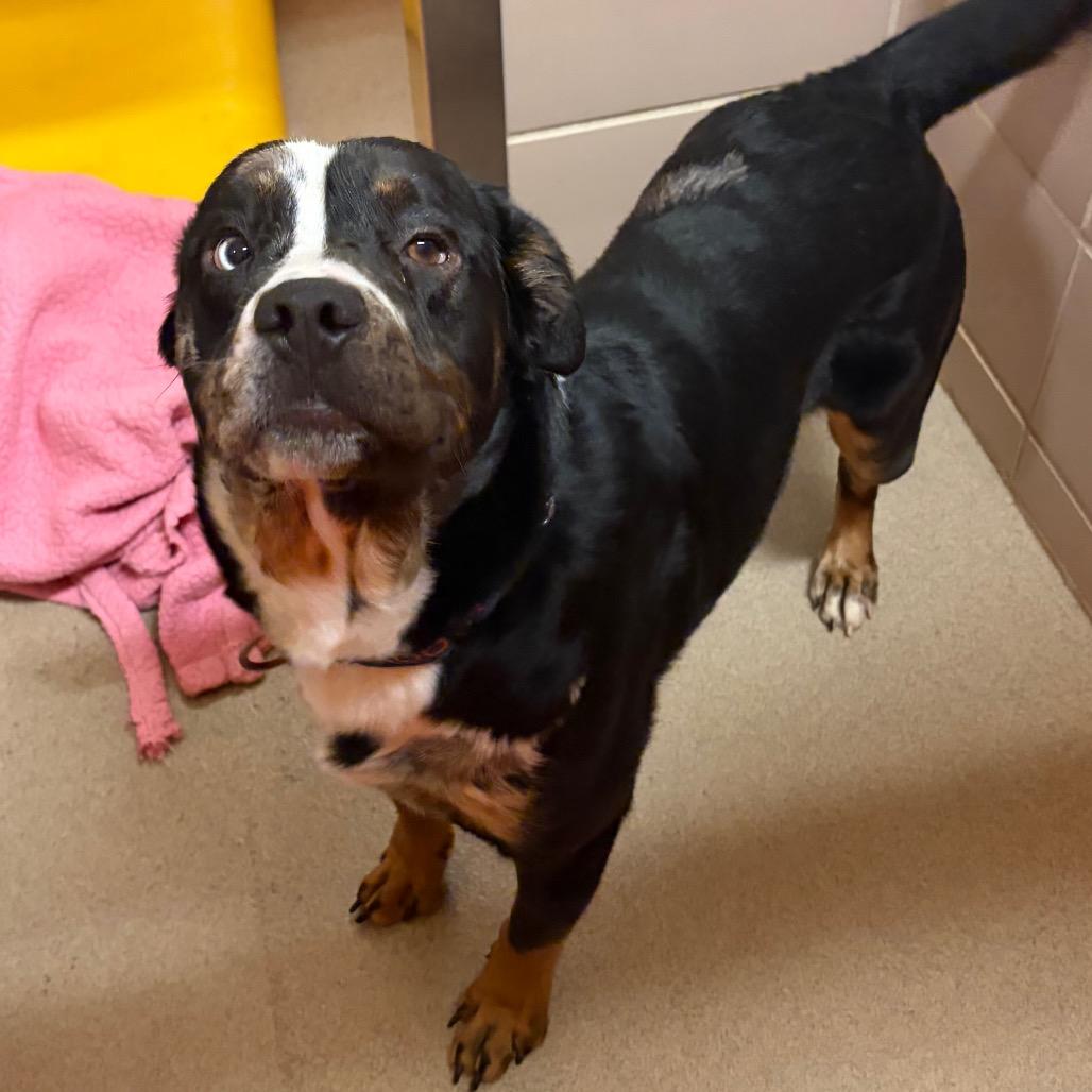 Flower — thumbnail 2