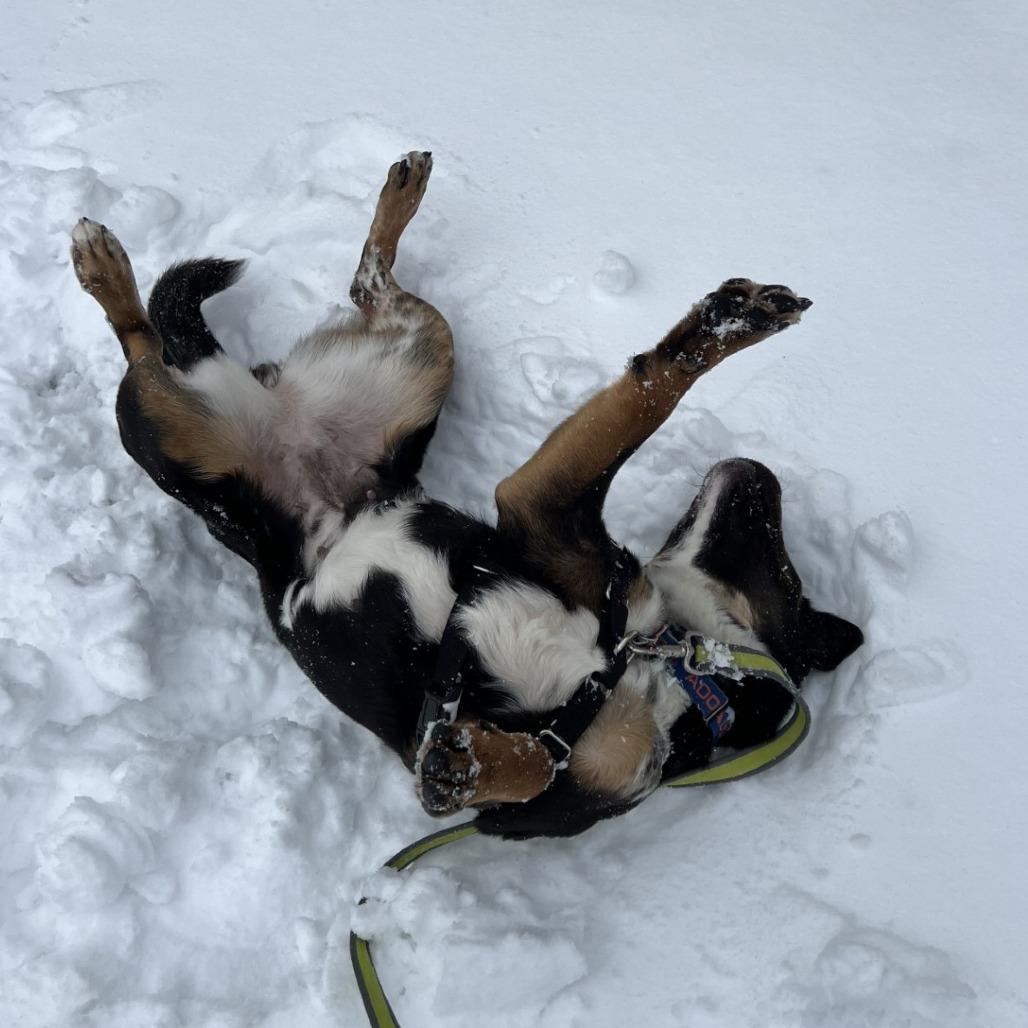 Enlarge Flower, a Adoptable Mixed Breed in Waukesha, WI image 6/6