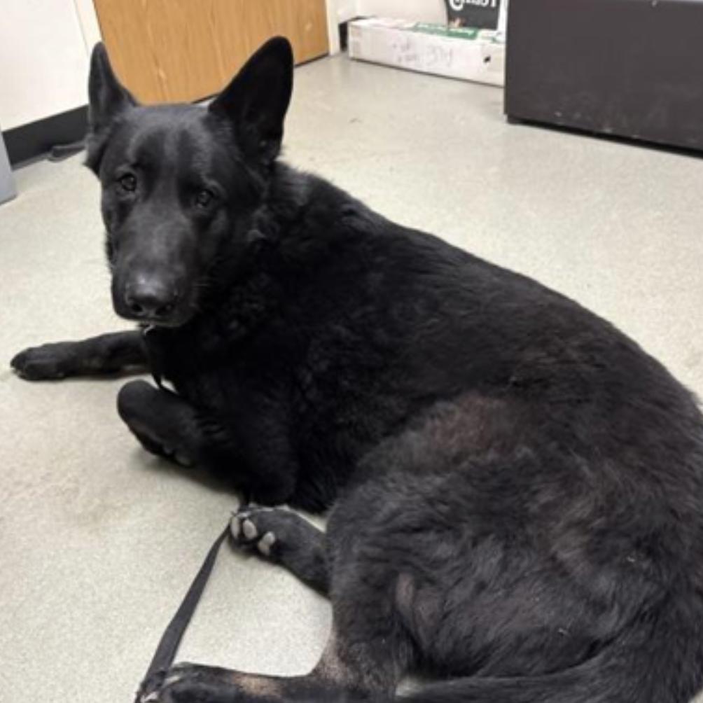Ghost, Adoptable, Senior Male German Shepherd Dog.