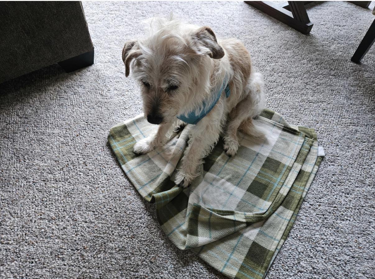Enlarge Ginger, a ADOPTABLE mixed breed in Whitewater, WI image 3/6
