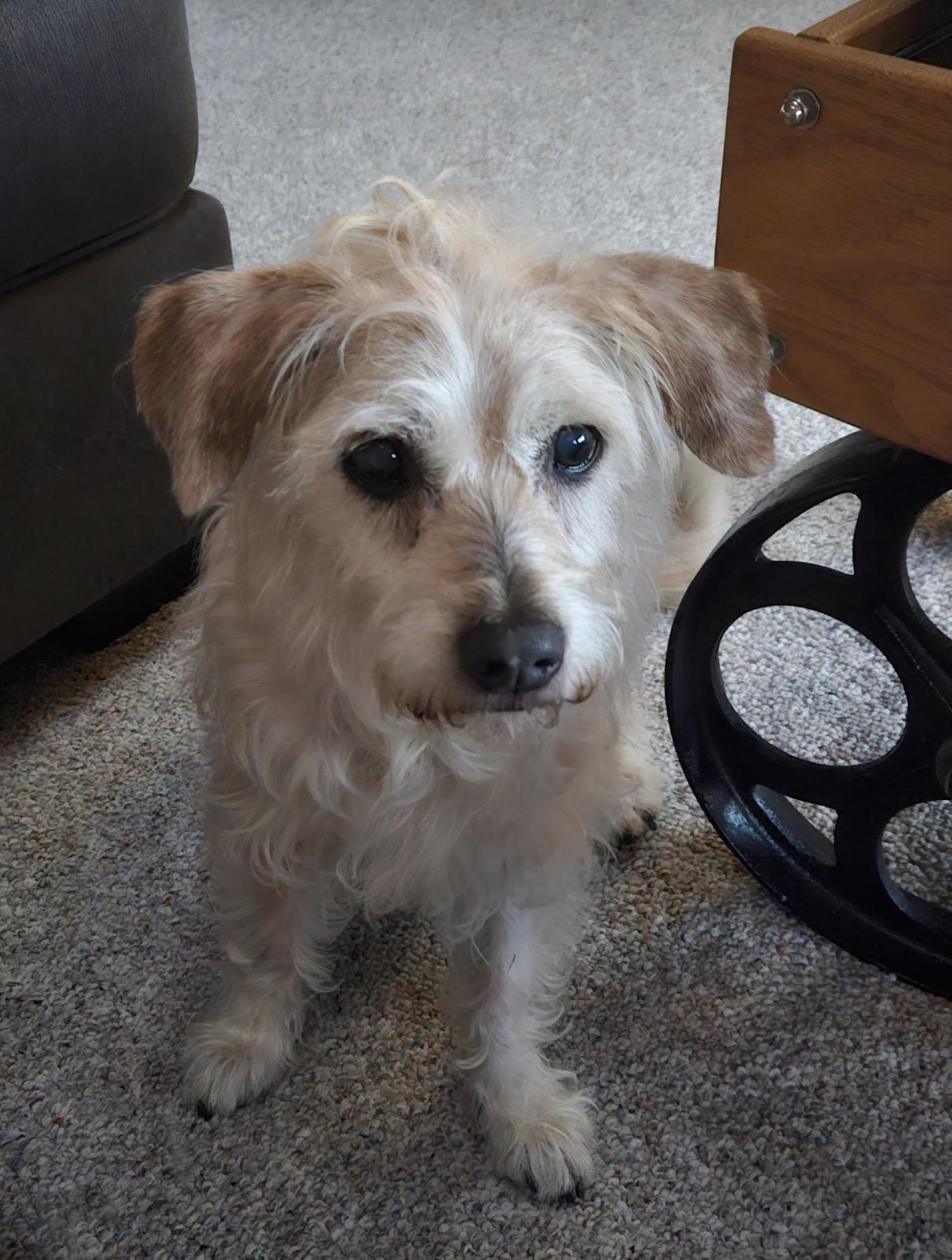 Enlarge Ginger, a ADOPTABLE mixed breed in Whitewater, WI image 1/6