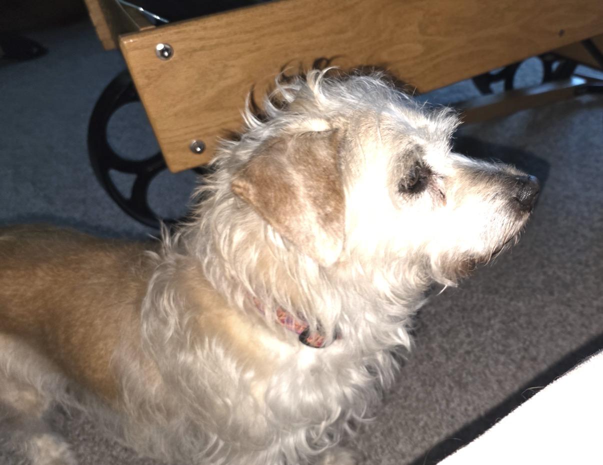 Enlarge Ginger, a ADOPTABLE mixed breed in Whitewater, WI image 5/6