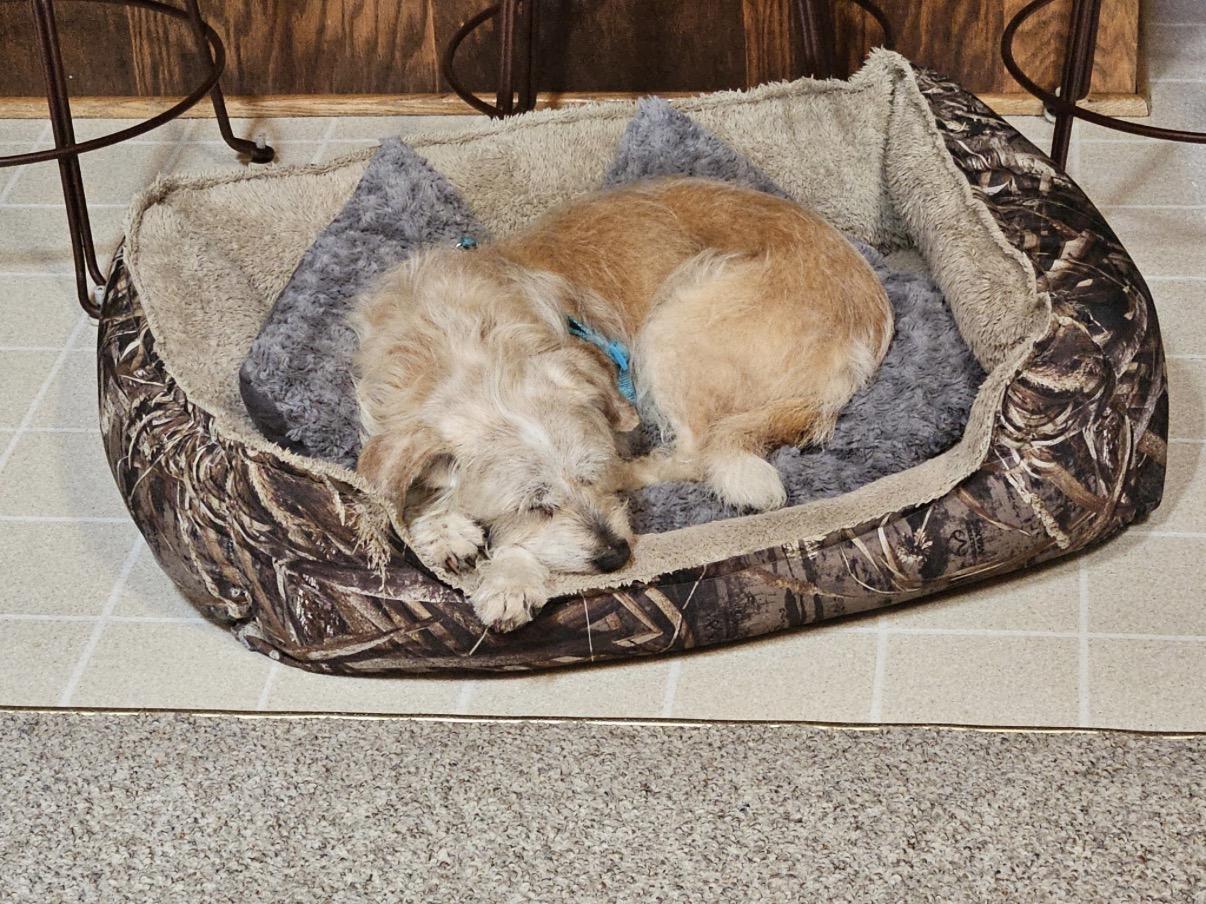 Enlarge Ginger, a ADOPTABLE mixed breed in Whitewater, WI image 4/6
