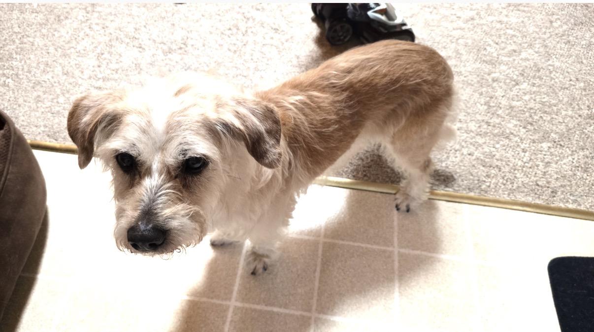 Enlarge Ginger, a ADOPTABLE mixed breed in Whitewater, WI image 2/6
