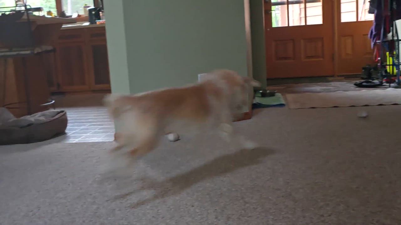 Enlarge Ginger, a ADOPTABLE mixed breed in Whitewater, WI video 6/6
