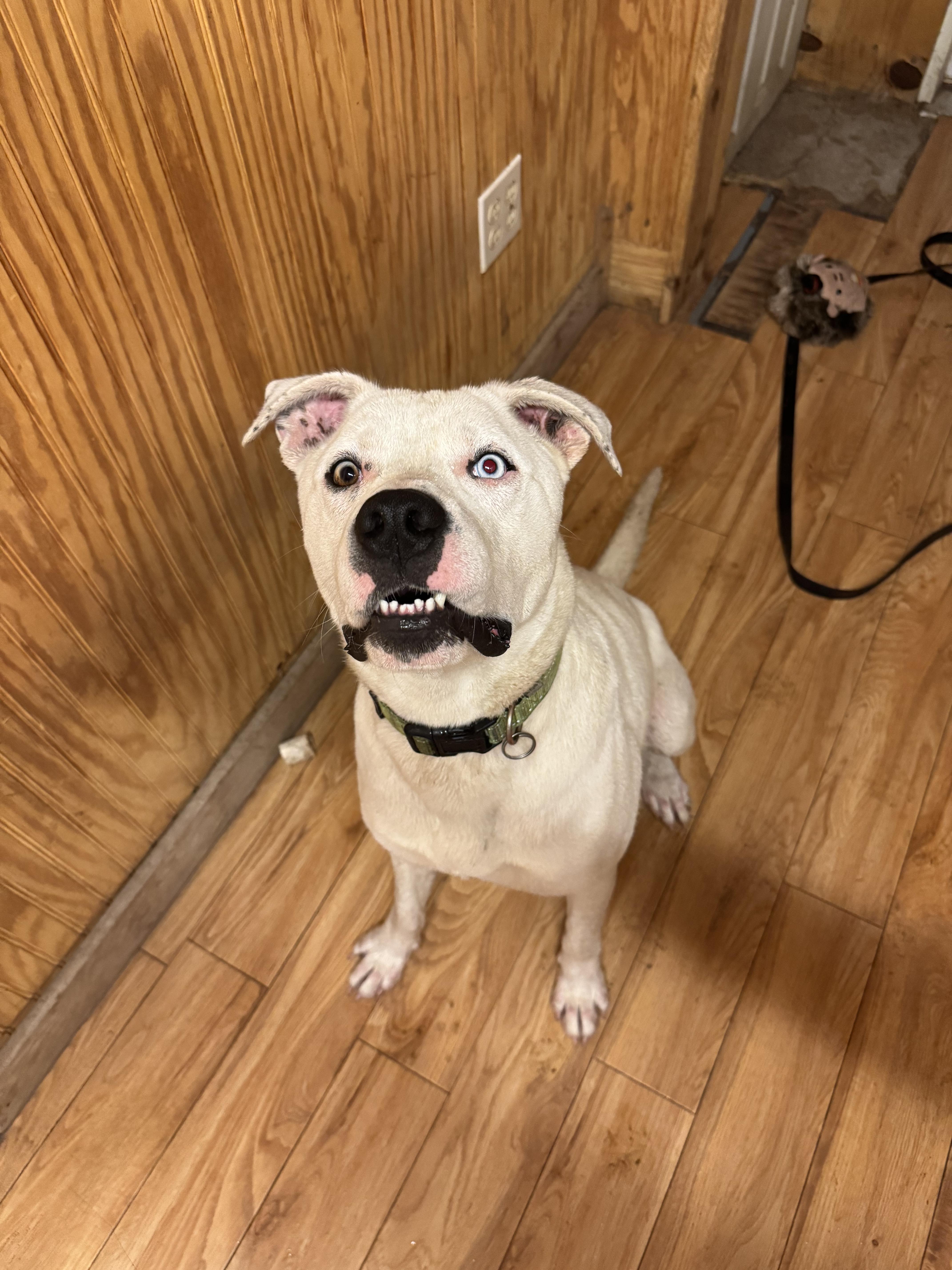 Arlo, a Adoptable mixed breed in Leon, KS image 3/4