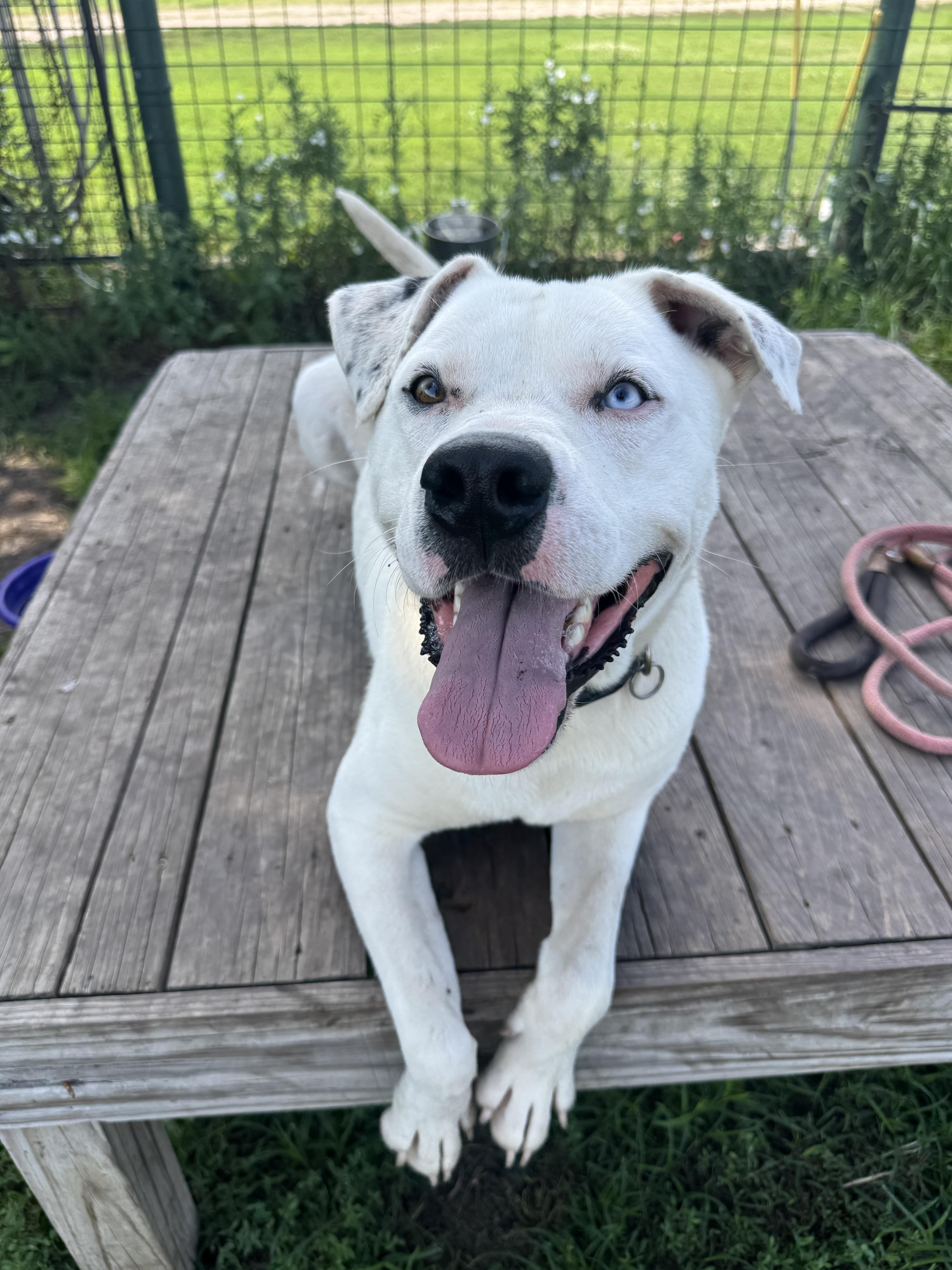 Arlo, Adoptable, Young Male American Bulldog & Pit Bull Terrier.