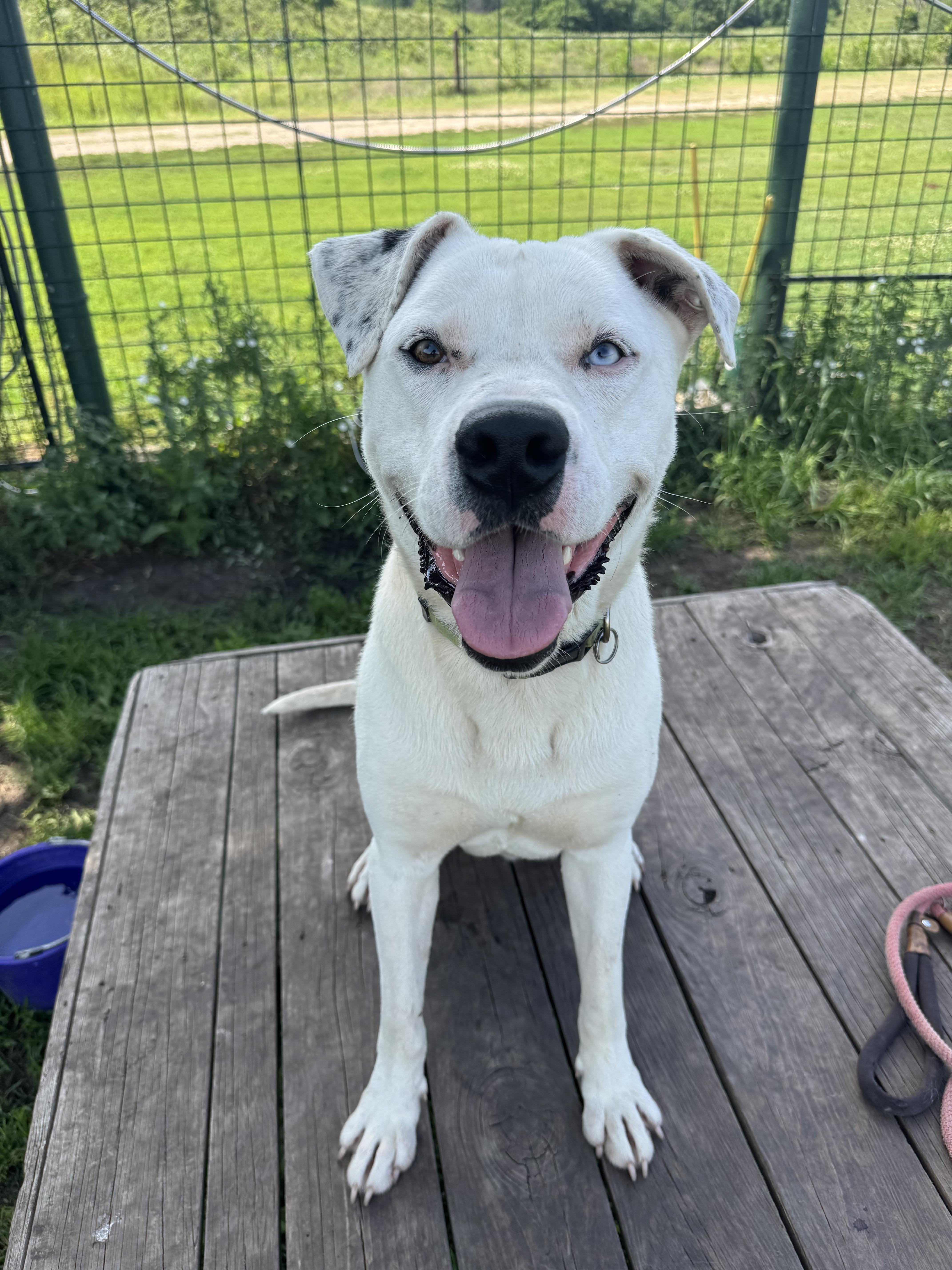 Arlo, a Adoptable mixed breed in Leon, KS image 4/4