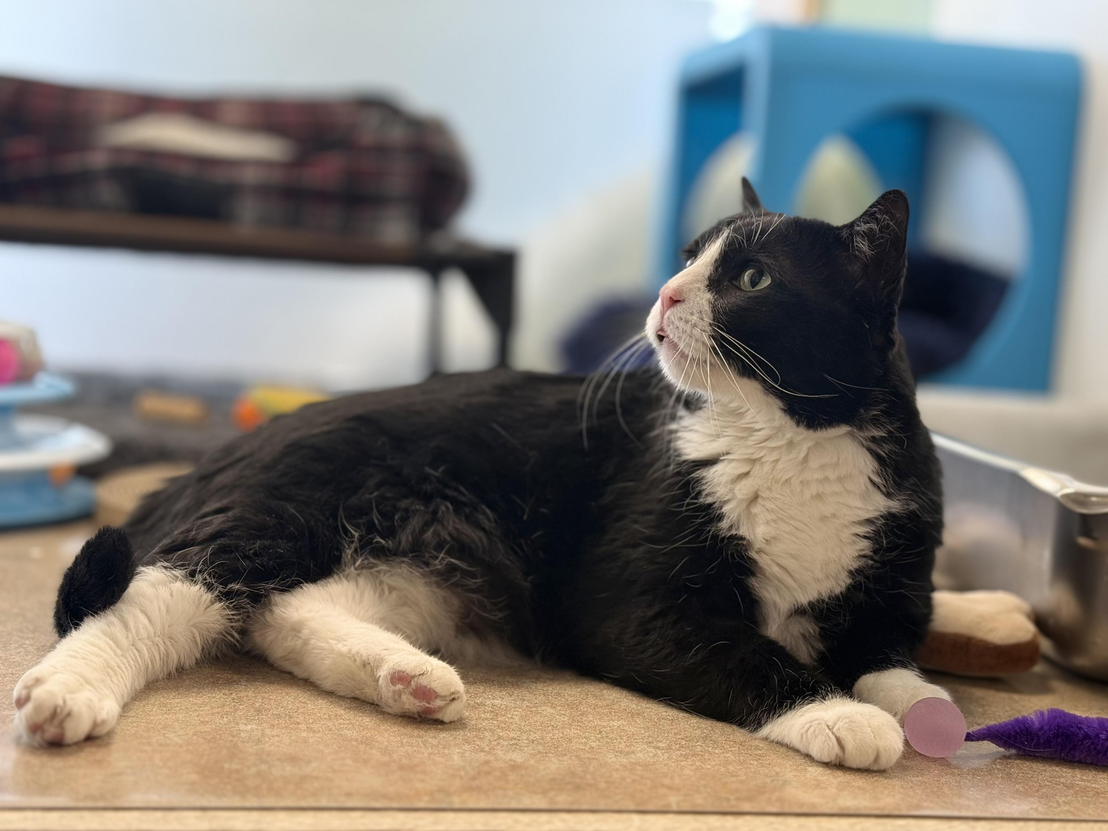 Enlarge Mittens, a ADOPTABLE mixed breed in Eagle, CO image 6/6