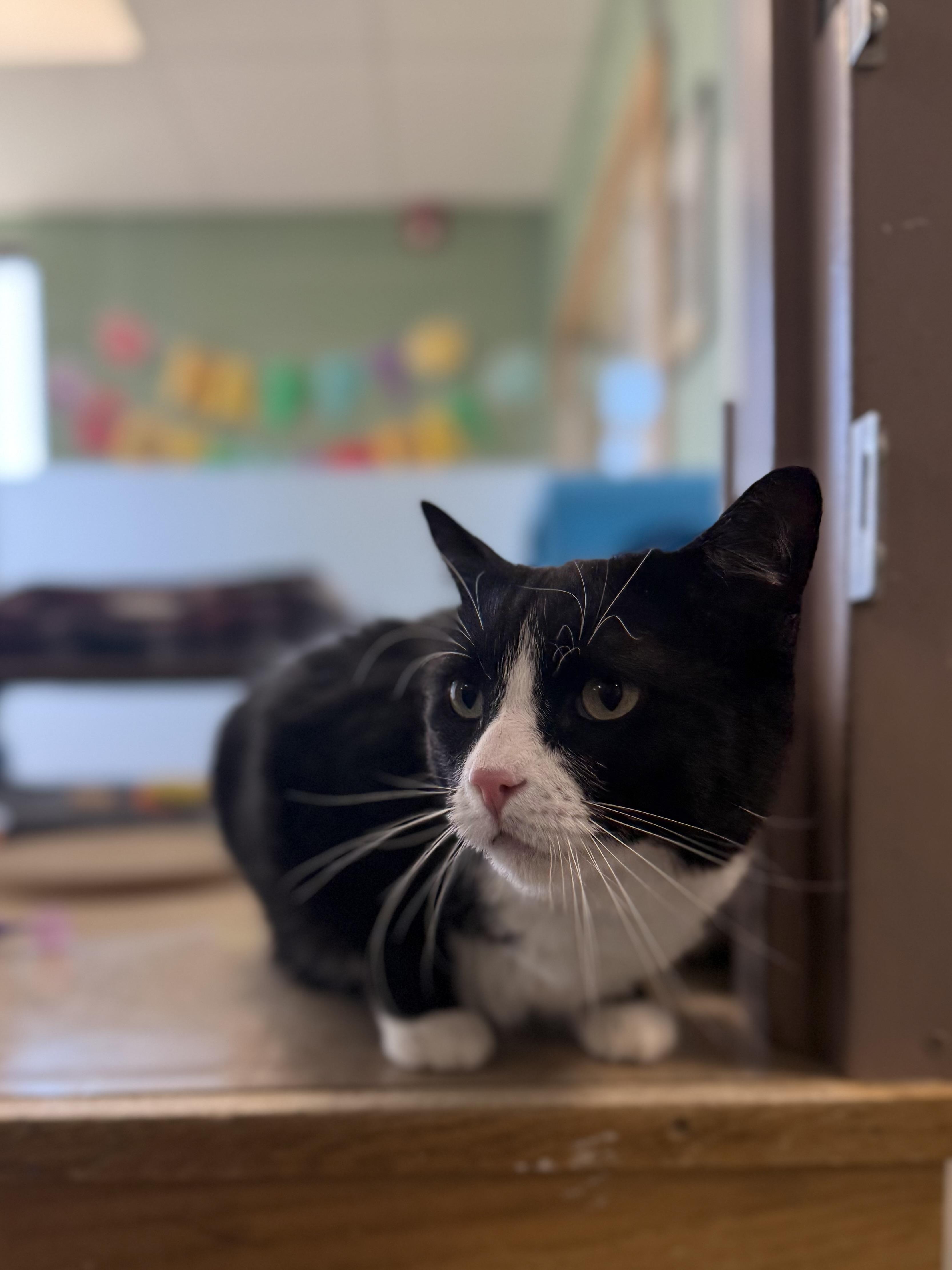 Enlarge Mittens, a ADOPTABLE mixed breed in Eagle, CO image 5/6