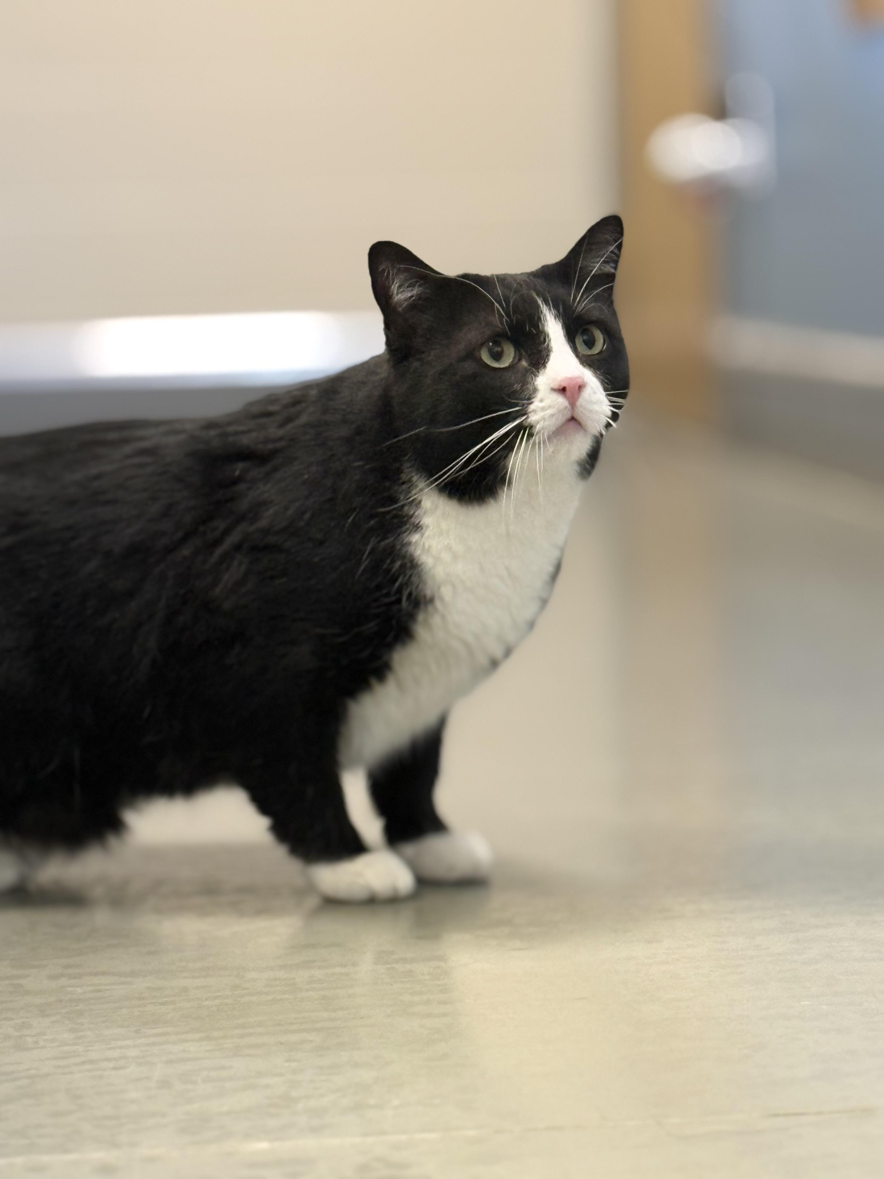 Mittens, ADOPTABLE, Adult Male Domestic Short Hair & Tuxedo.