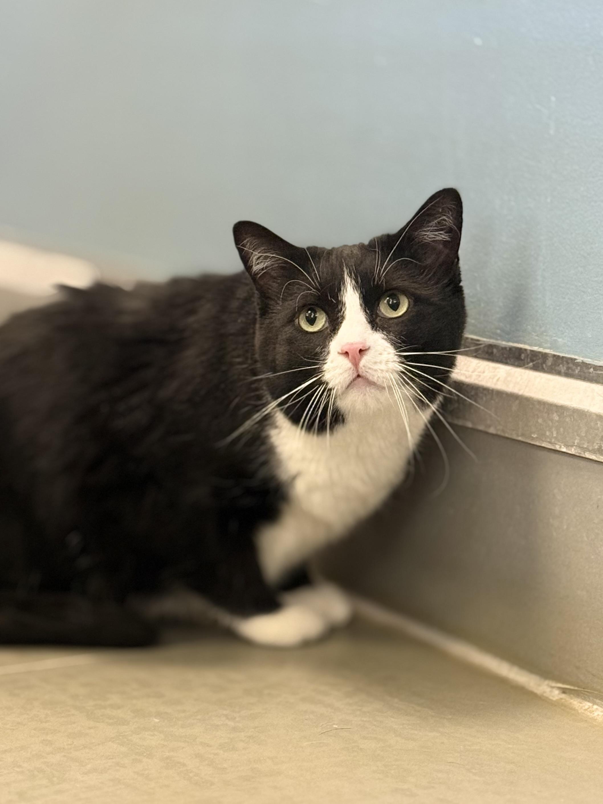 Enlarge Mittens, a ADOPTABLE mixed breed in Eagle, CO image 2/6