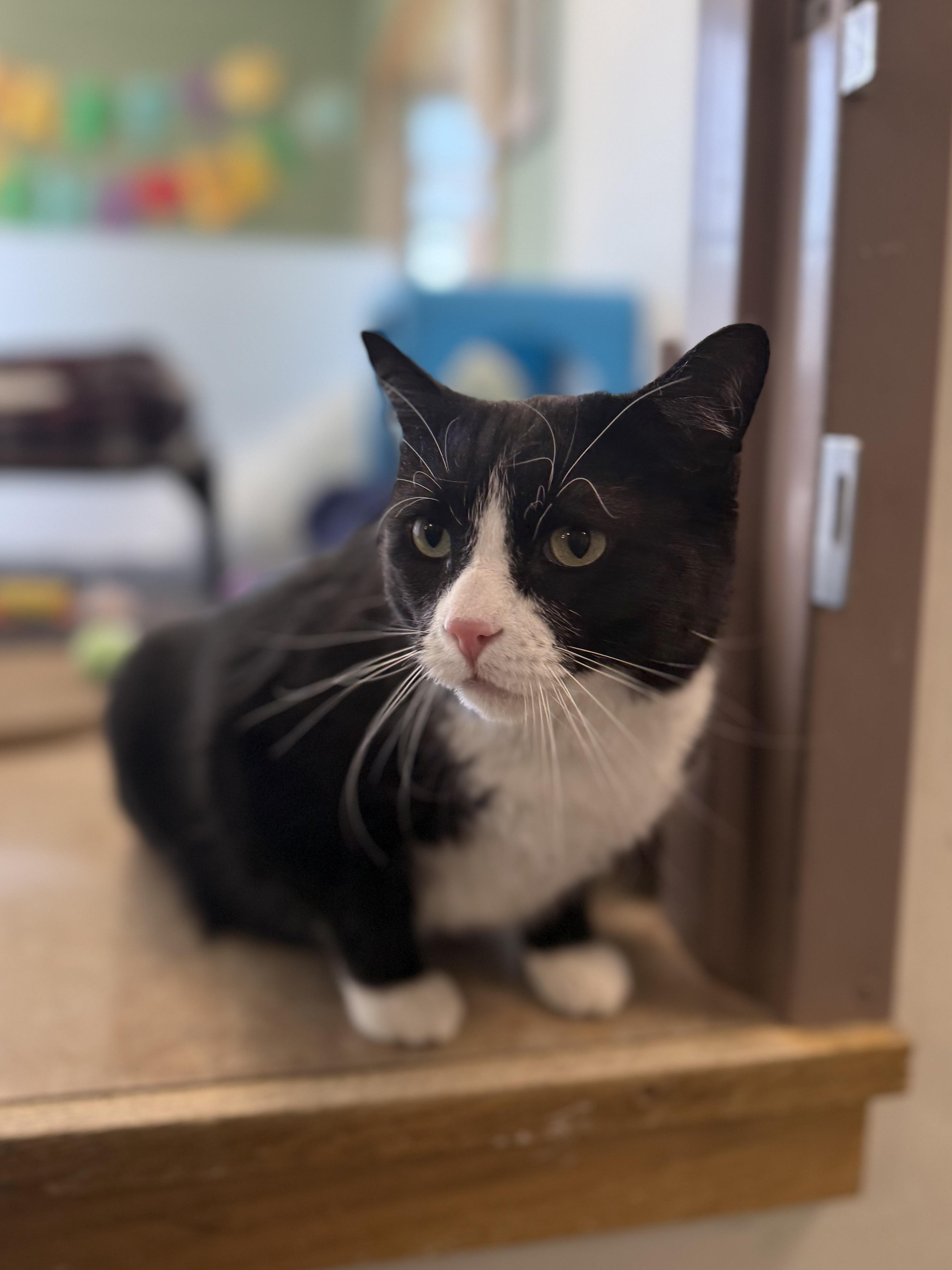 Enlarge Mittens, a ADOPTABLE mixed breed in Eagle, CO image 4/6