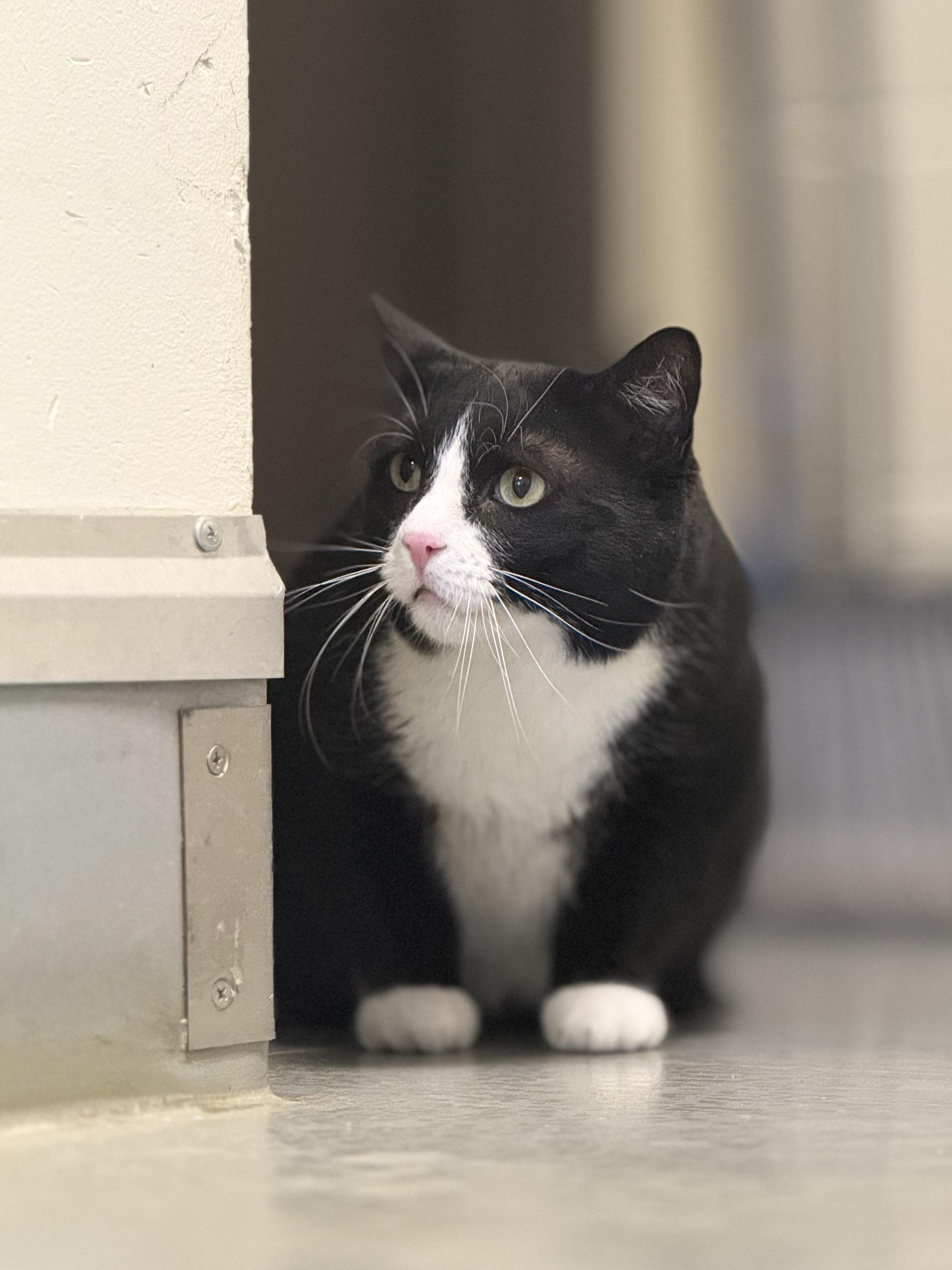 Enlarge Mittens, a ADOPTABLE mixed breed in Eagle, CO image 3/6