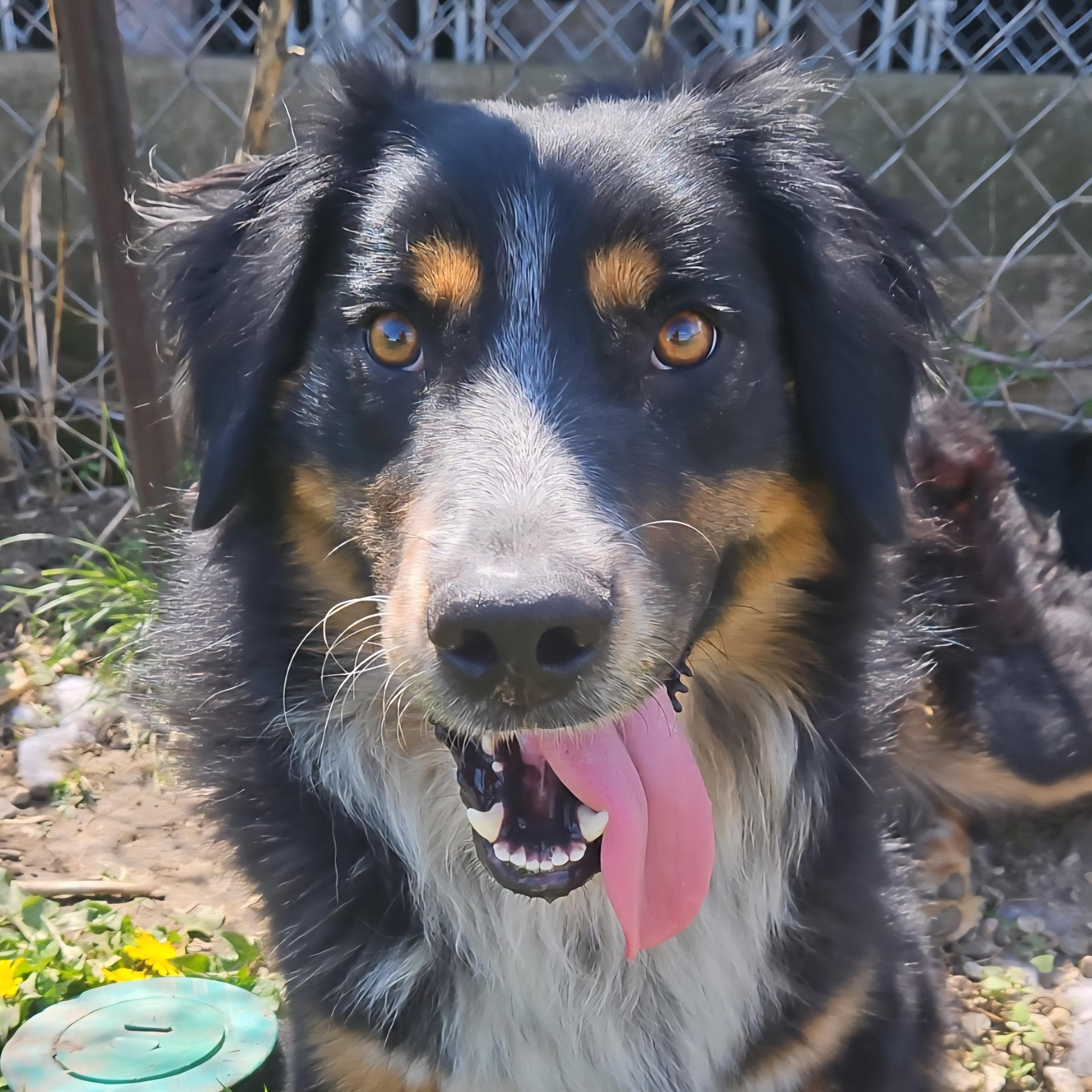 Osiris, an adoptable mixed breed in Normal, IL image 5/6