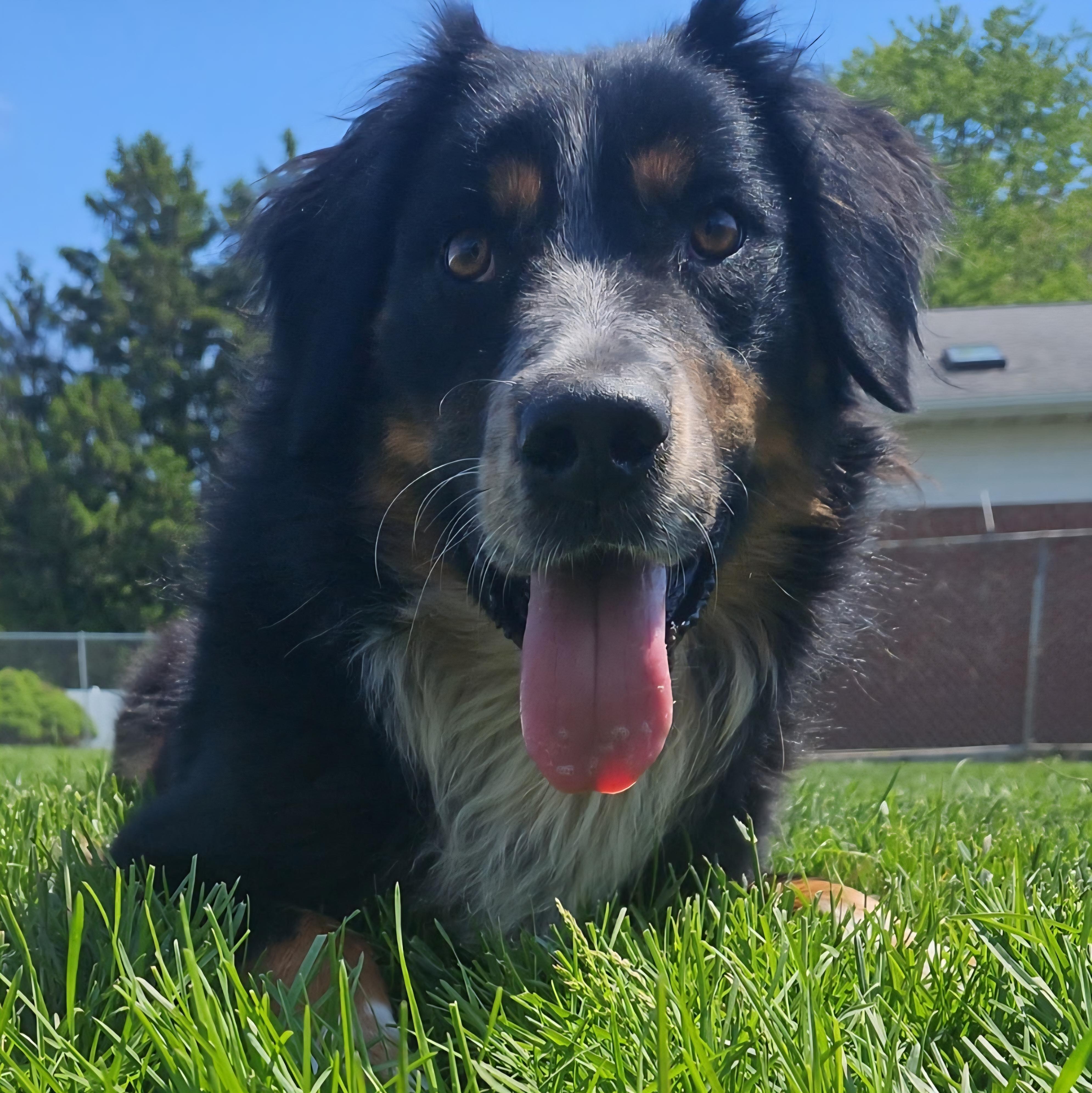 Osiris, adoptable, Adult Male Australian Shepherd.