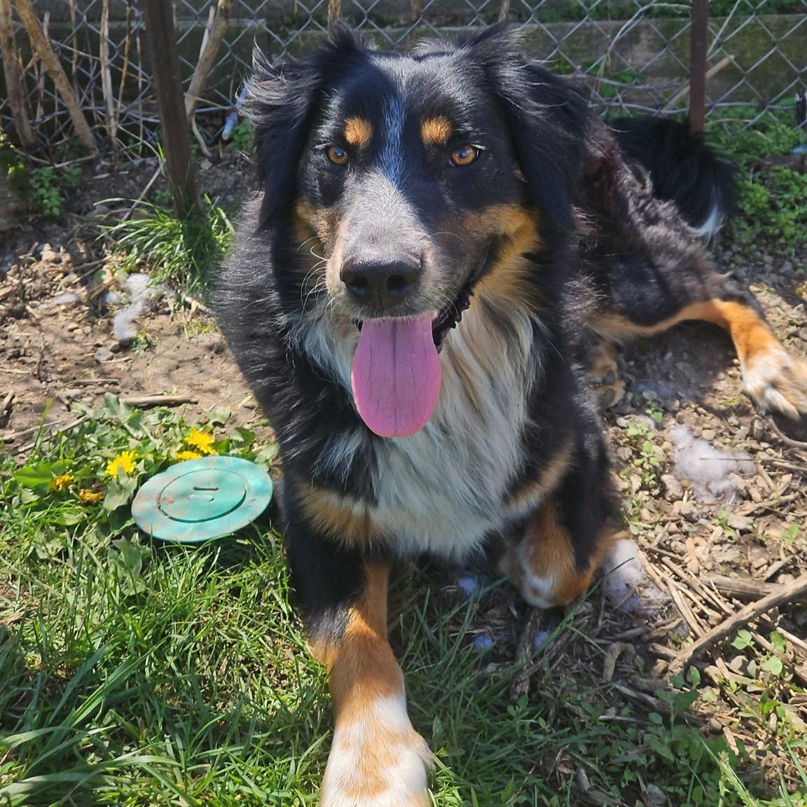 Osiris, an adoptable mixed breed in Normal, IL image 3/6