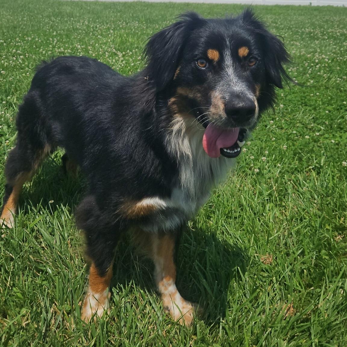 Osiris, an adoptable mixed breed in Normal, IL image 2/6