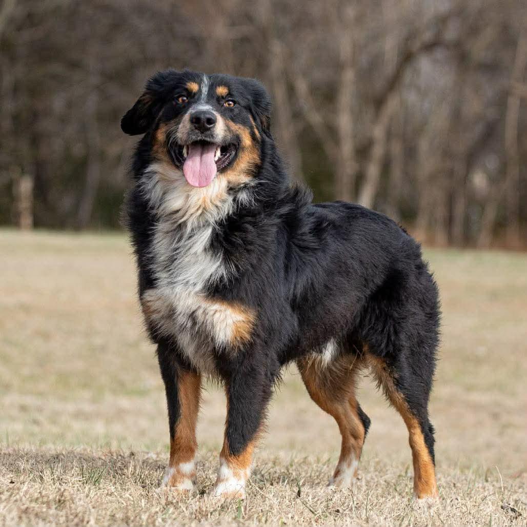 Osiris, an adoptable mixed breed in Normal, IL image 2/6