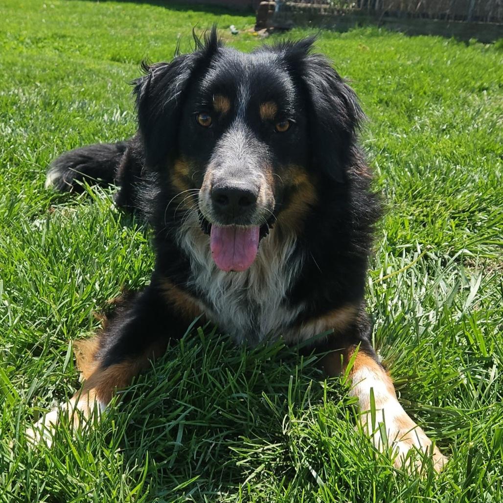 Osiris, an adoptable mixed breed in Normal, IL image 4/6