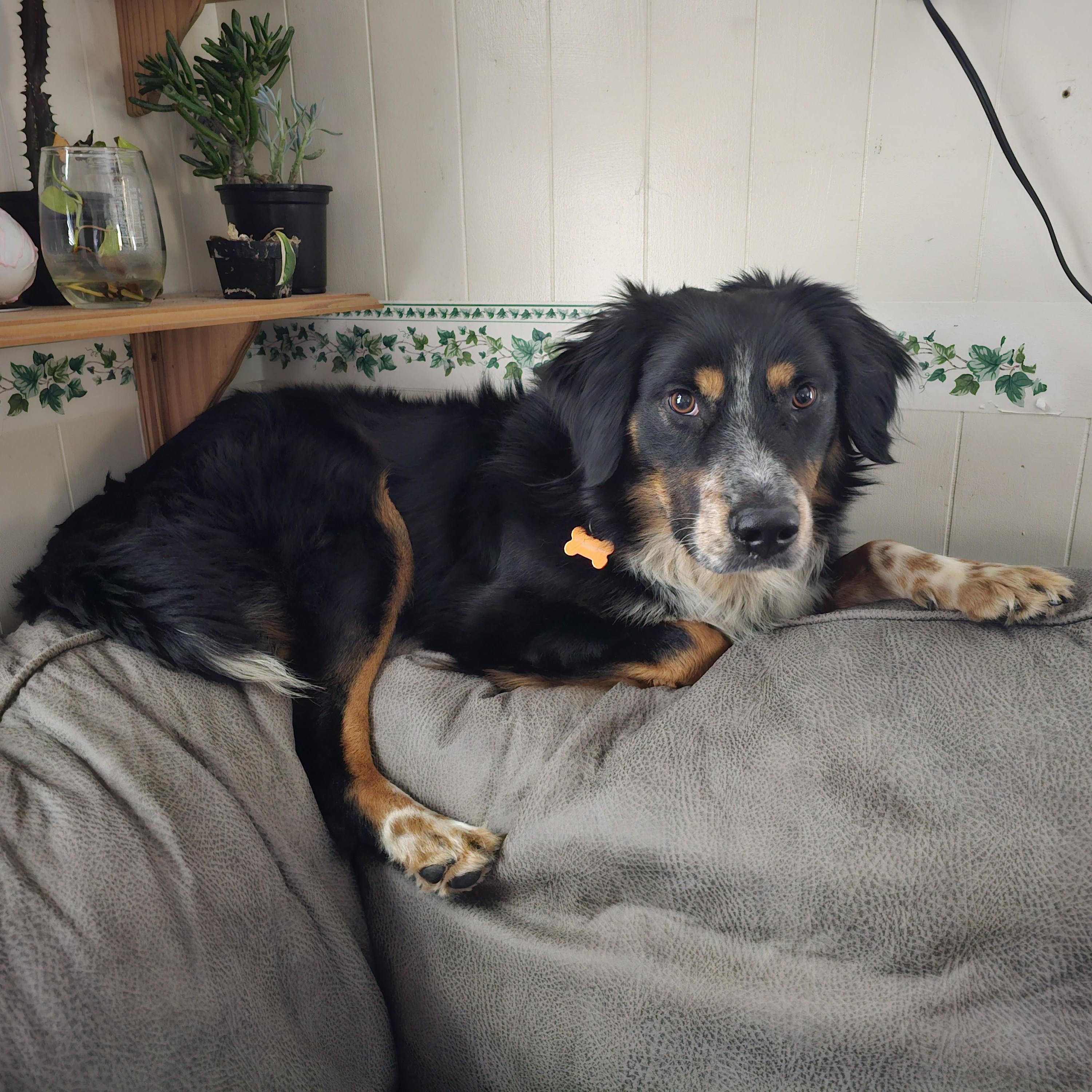 Osiris, an adoptable mixed breed in Normal, IL image 6/6