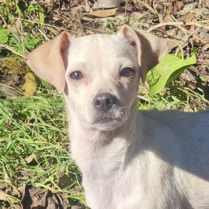 Shai, Adoptable, Adult Female Chihuahua & Mixed Breed.