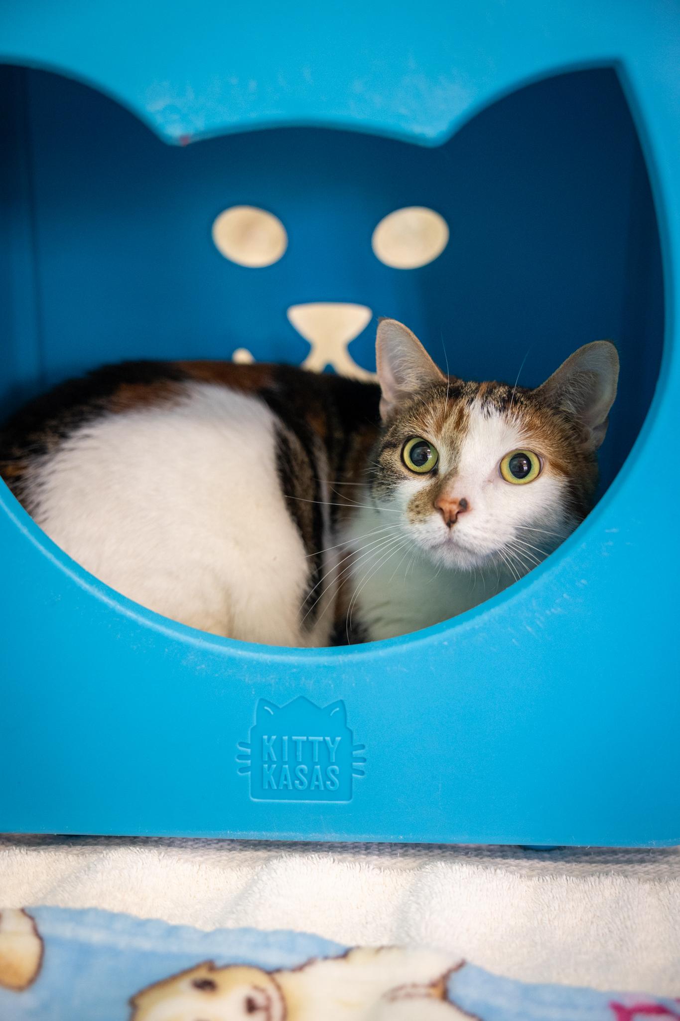 Enlarge Youfie, a ADOPTABLE Domestic Short Hair in Hamilton, ON image 3/5