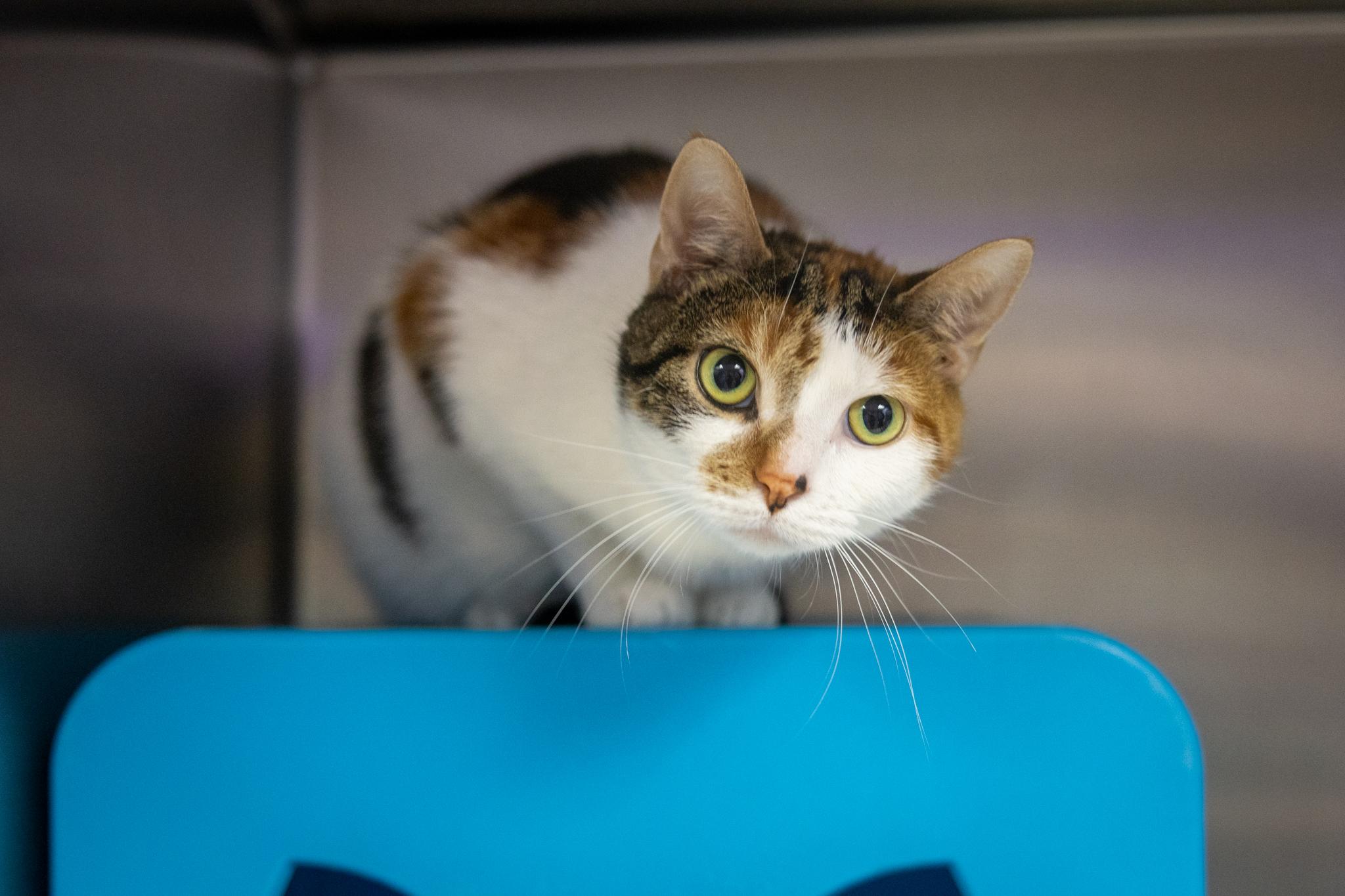 Enlarge Youfie, a ADOPTABLE Domestic Short Hair in Hamilton, ON image 4/5